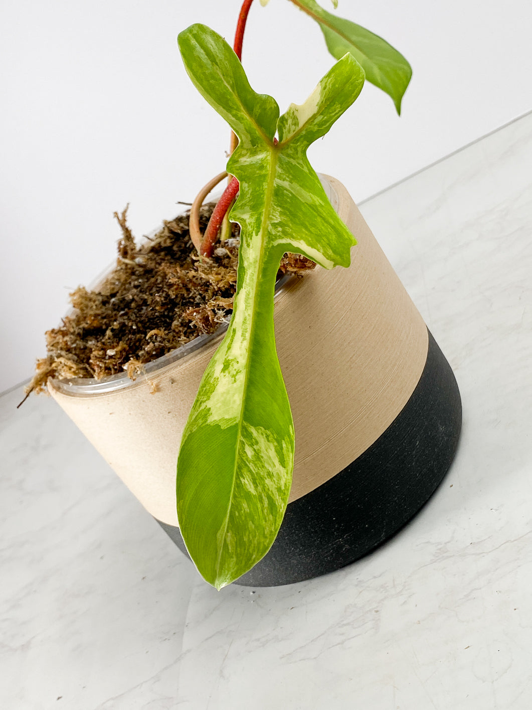 Philodendron Florida Beauty 2 leaves 2 sprouts Rooted