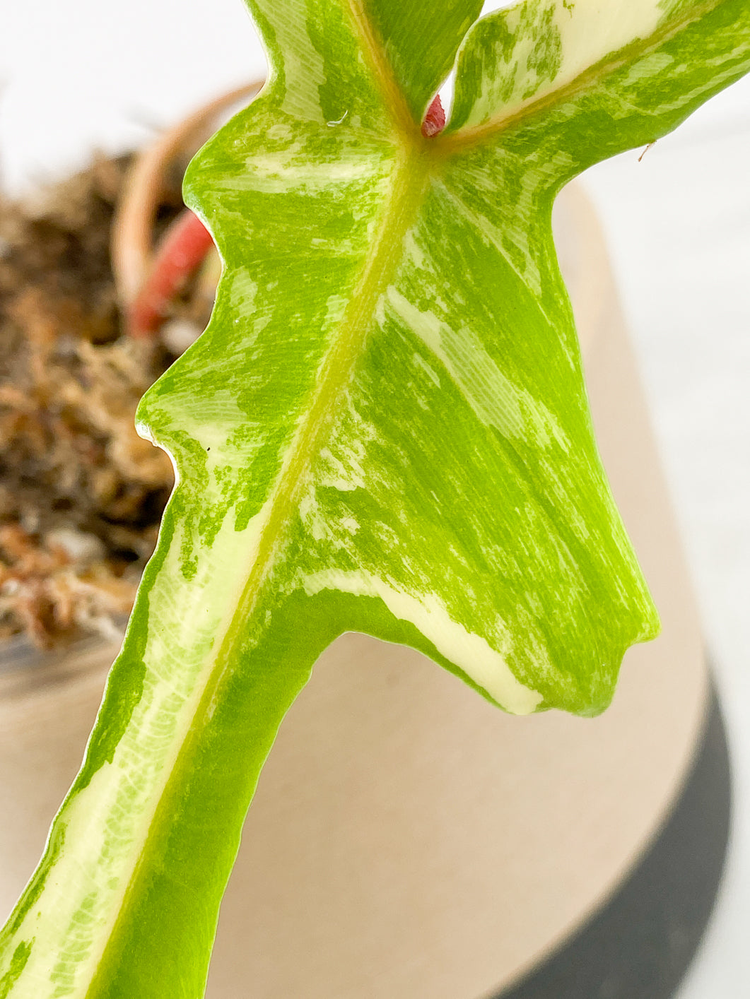 Philodendron Florida Beauty 2 leaves 2 sprouts Rooted