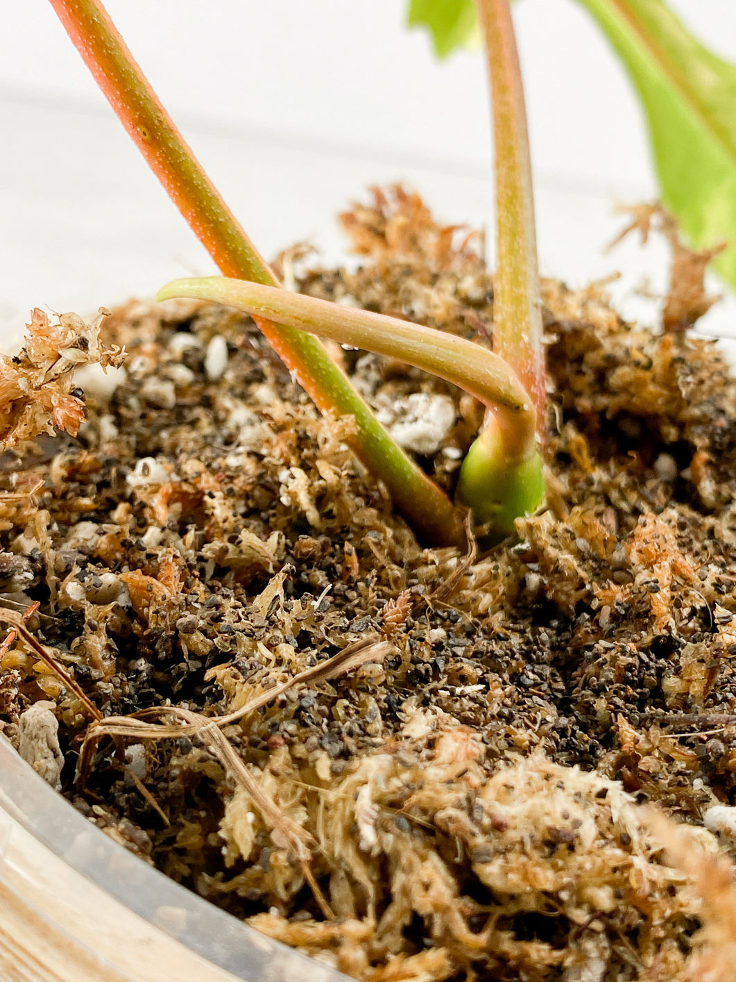 Philodendron Florida Beauty 2 leaves 2 sprouts Rooted