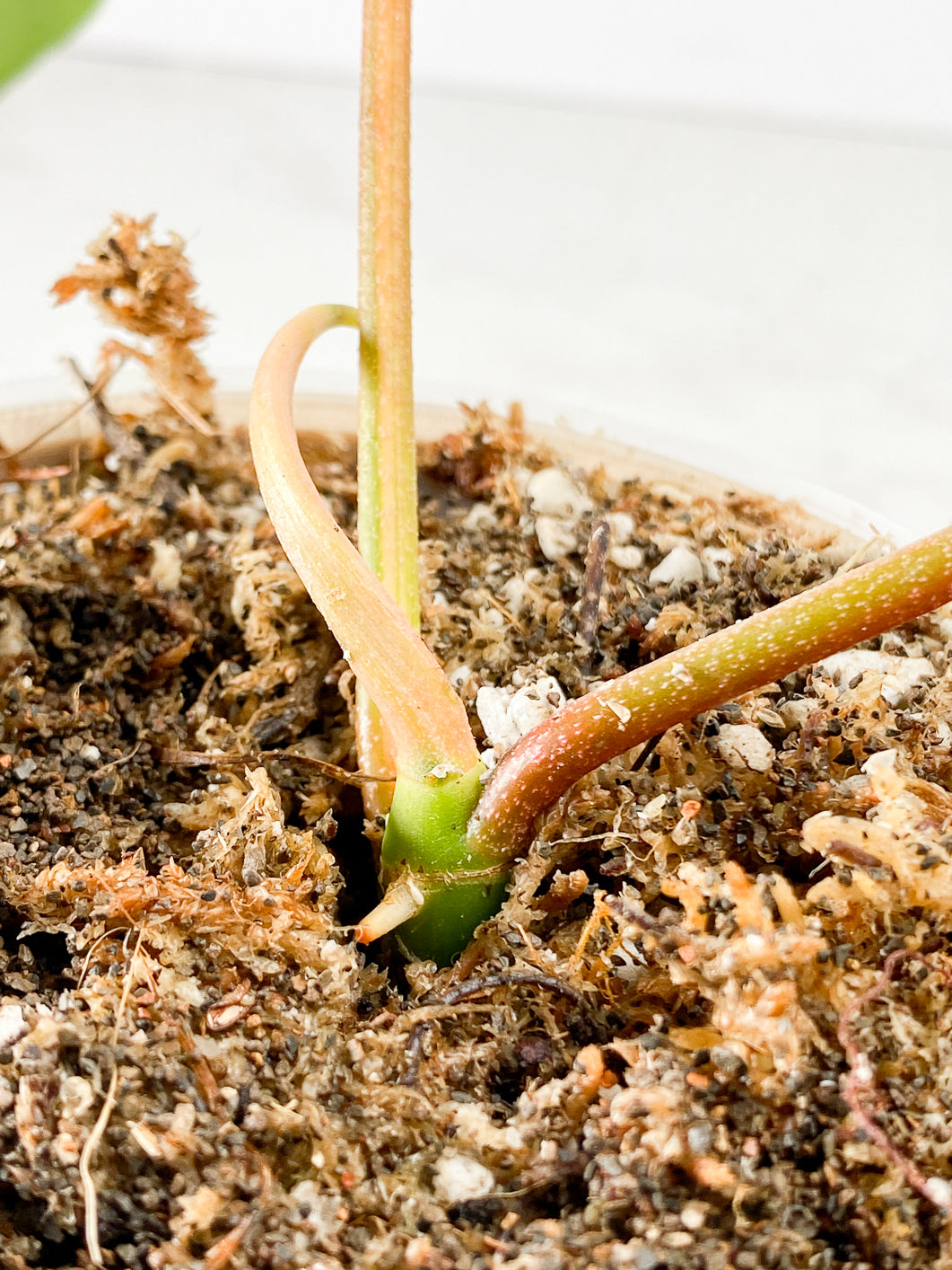 Philodendron Florida Beauty 2 leaves 2 sprouts Rooted