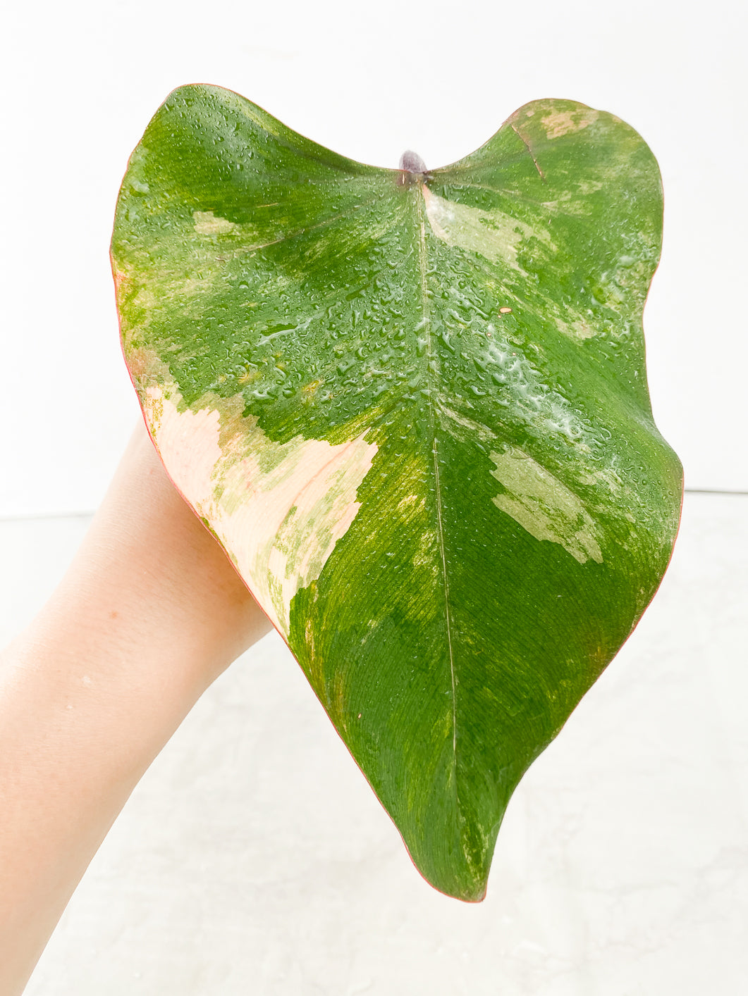 Philodendron Strawberry Shake 1 leaf