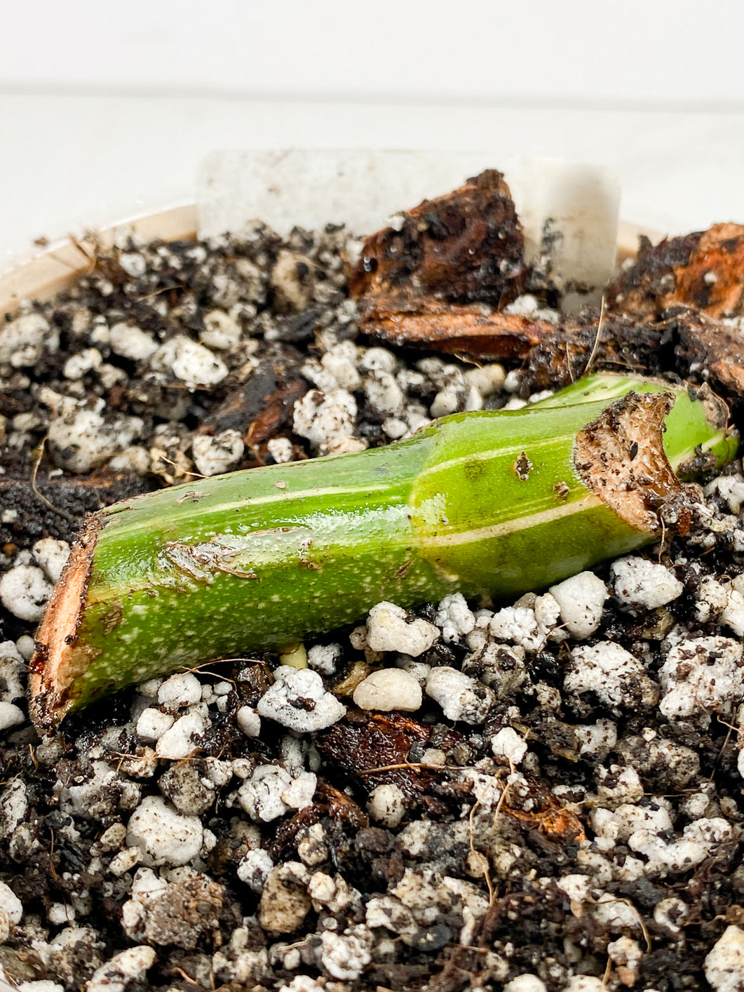 Monstera albo variegata Slightly Rooted node 1 growing bud