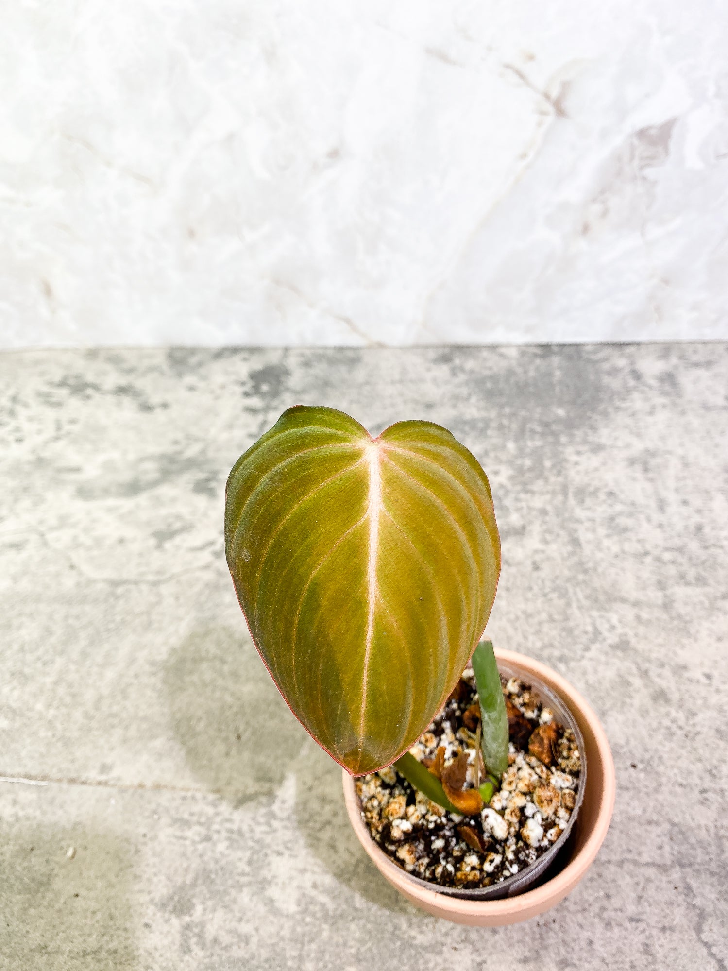 Philodendron Glorious 1 leaf 1 sprout 1 growth point rooted