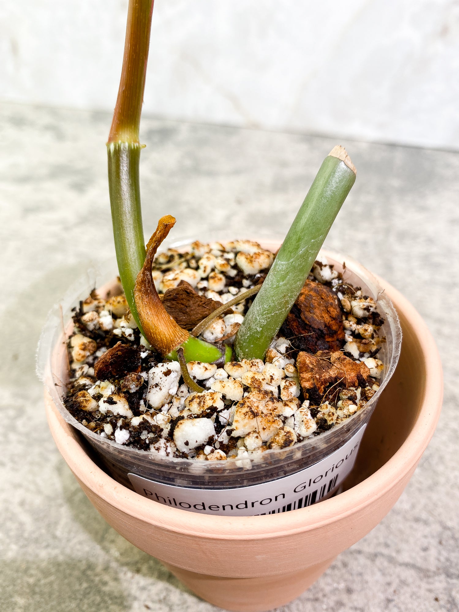 Philodendron Glorious 1 leaf 1 sprout 1 growth point rooted