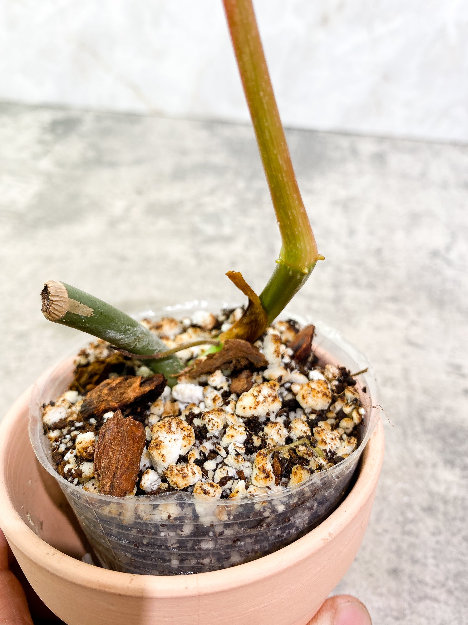 Philodendron Glorious 1 leaf 1 sprout 1 growth point rooted