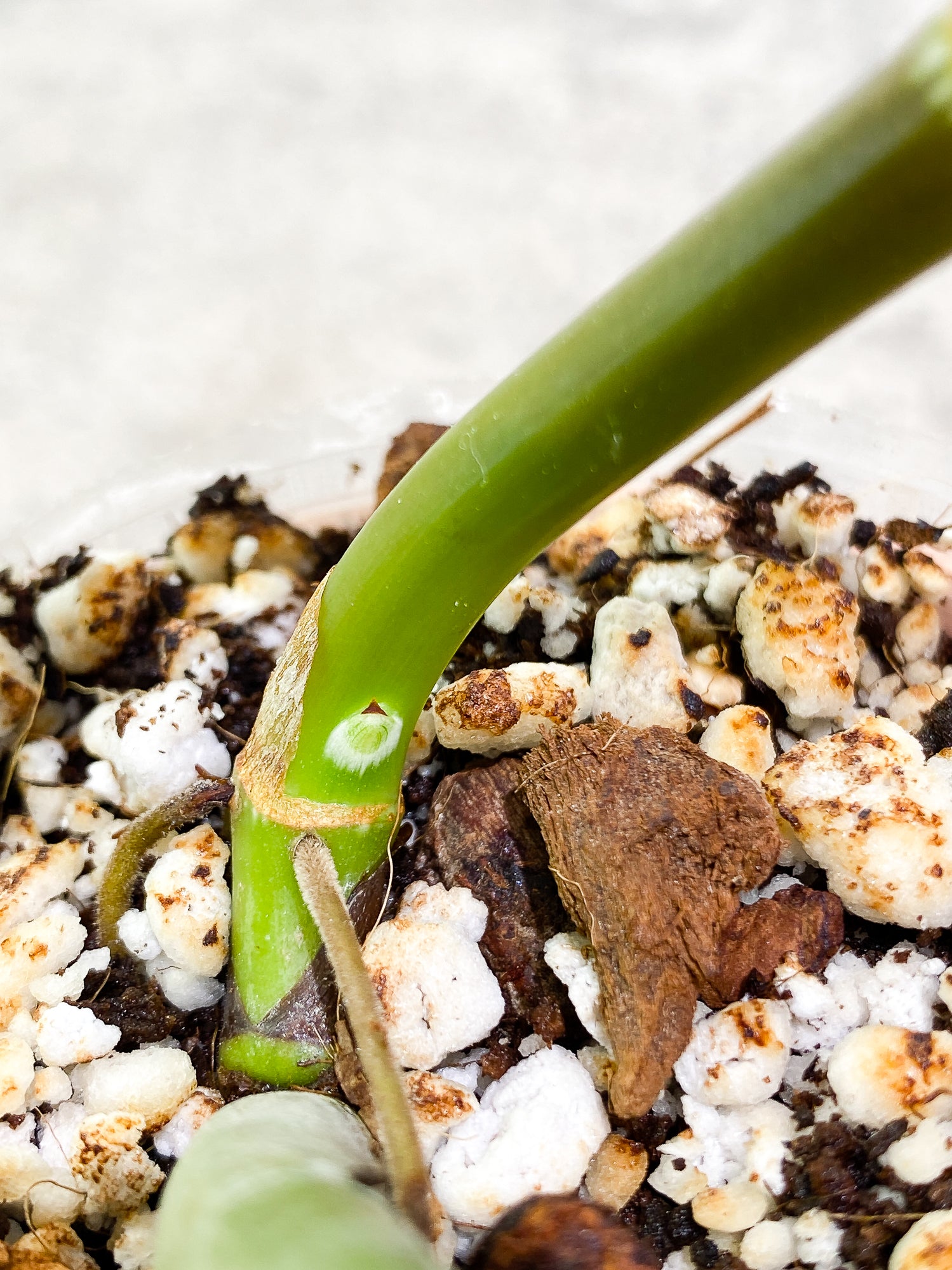 Philodendron Glorious 1 leaf 1 sprout 1 growth point rooted