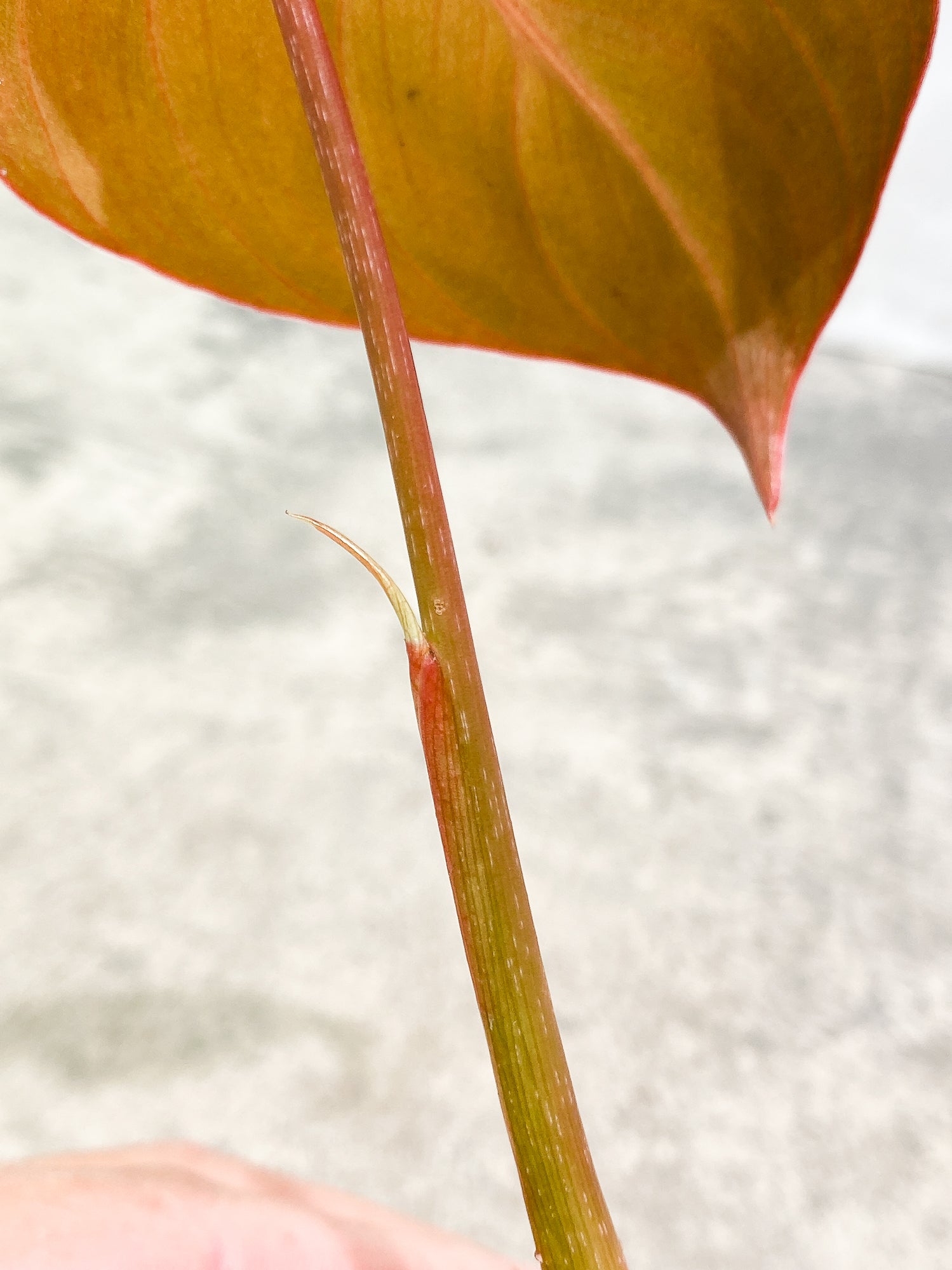 Philodendron Glorious 1 leaf 1 sprout 1 growth point rooted