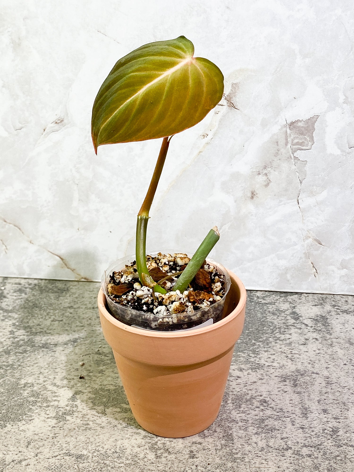 Philodendron Glorious 1 leaf 1 sprout 1 growth point rooted