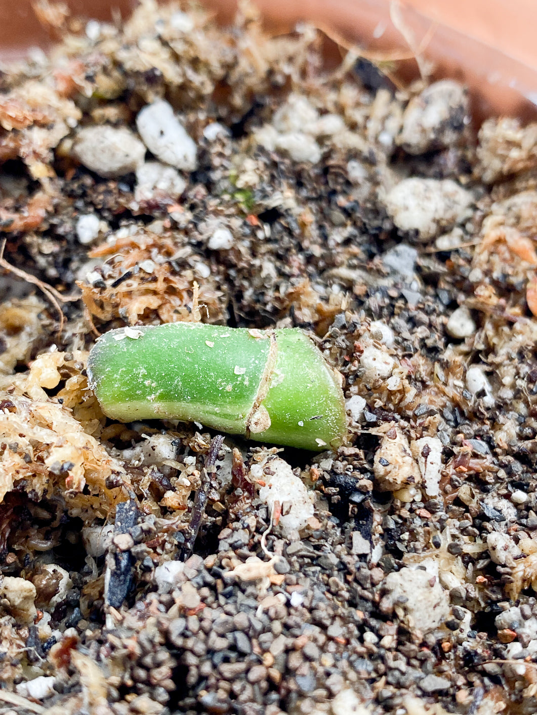 Rhaphidophora tetrasperma variegated Rooted node 1 sprout