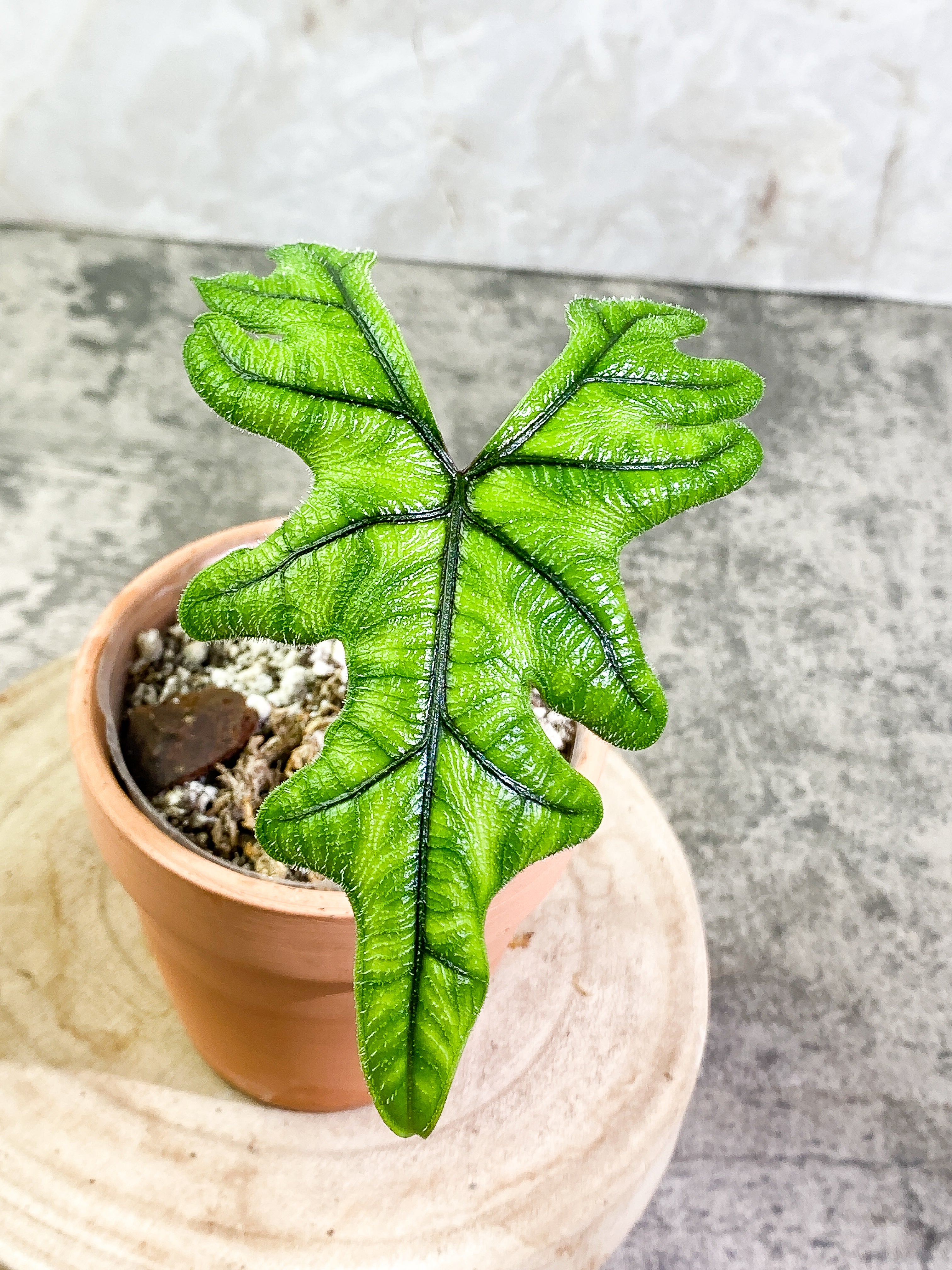 Alocasia Jacklyn Rooted 1 leaf 1 sprout