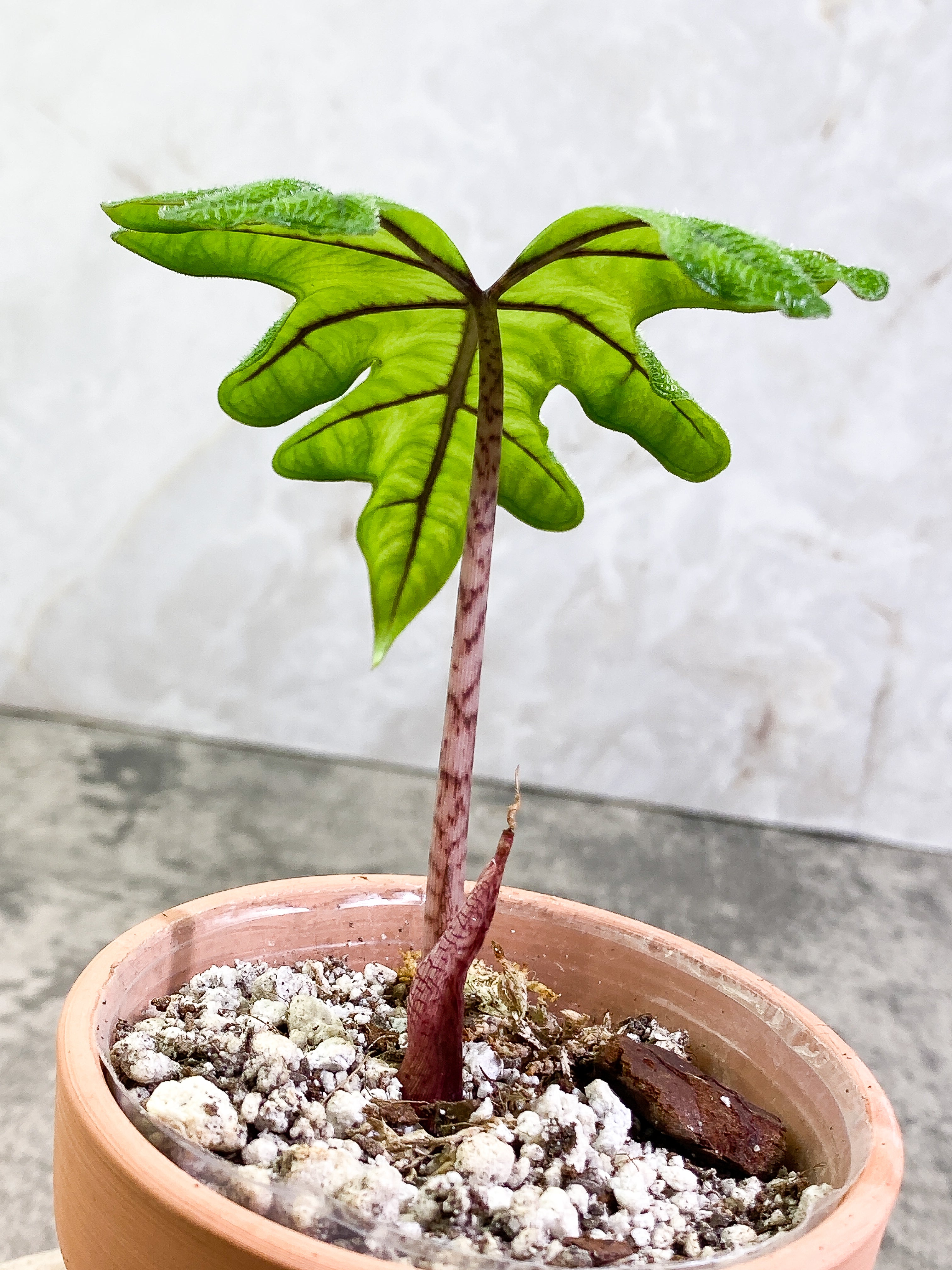 Alocasia Jacklyn Rooted 1 leaf 1 sprout