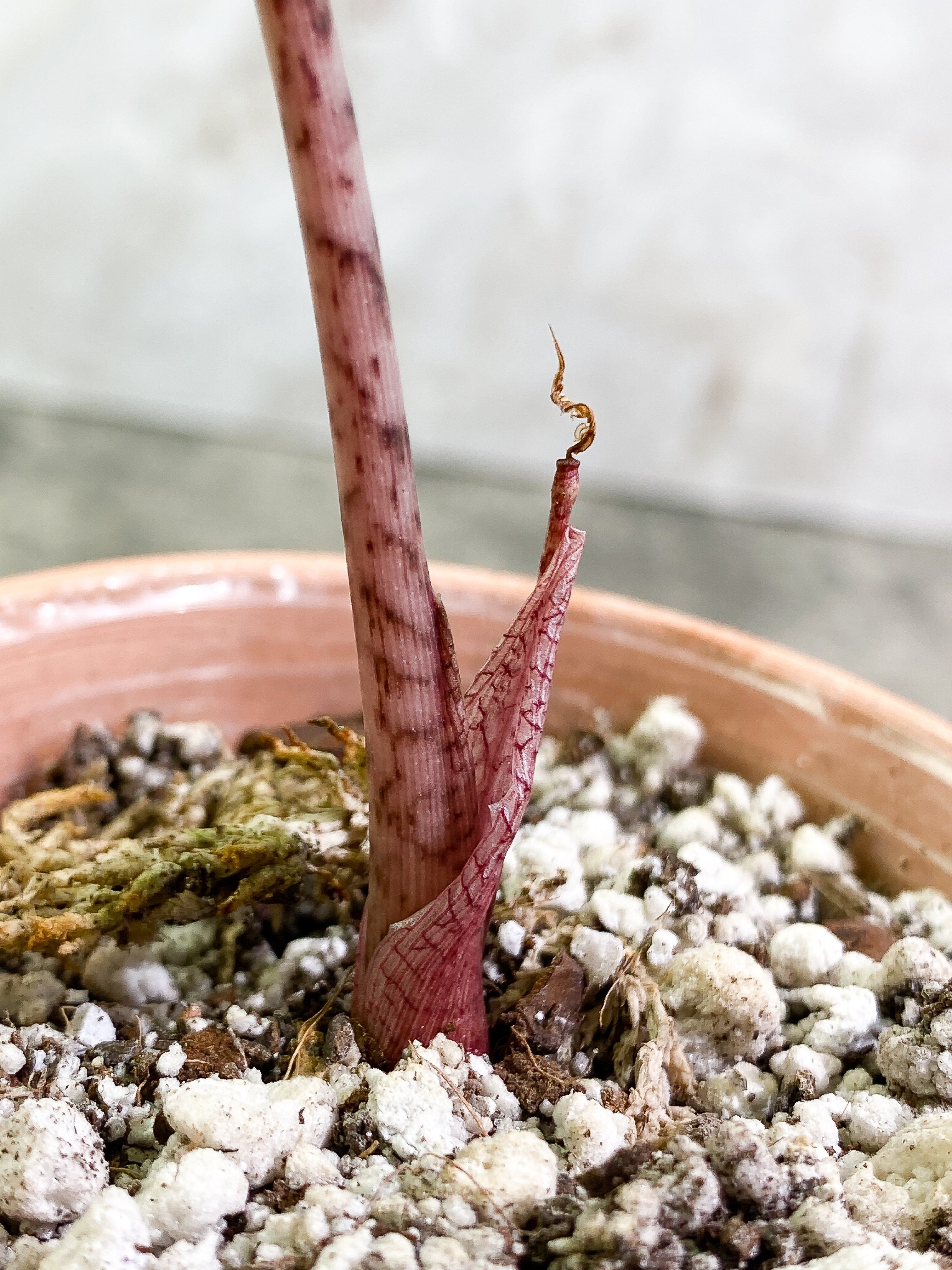 Alocasia Jacklyn Rooted 1 leaf 1 sprout