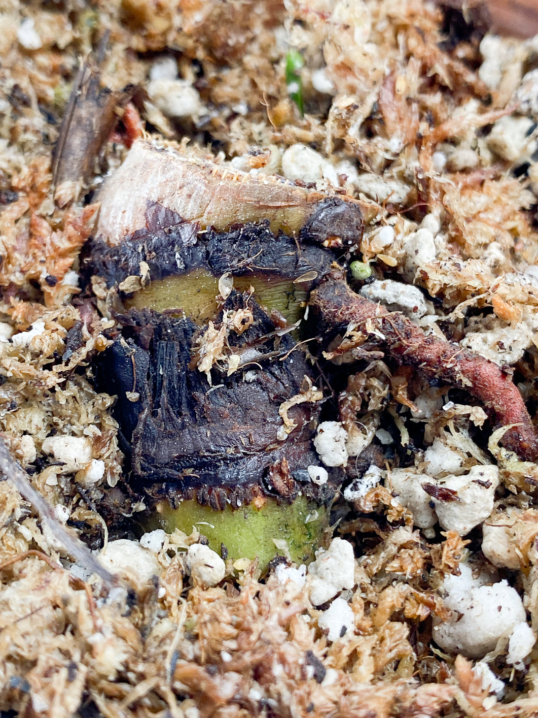 Philodendron Lynamii Slightly Rooted double node