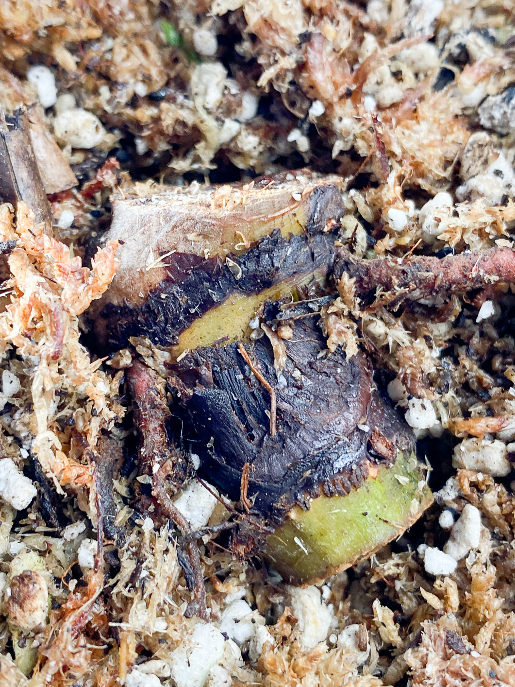 Philodendron Lynamii Slightly Rooted double node