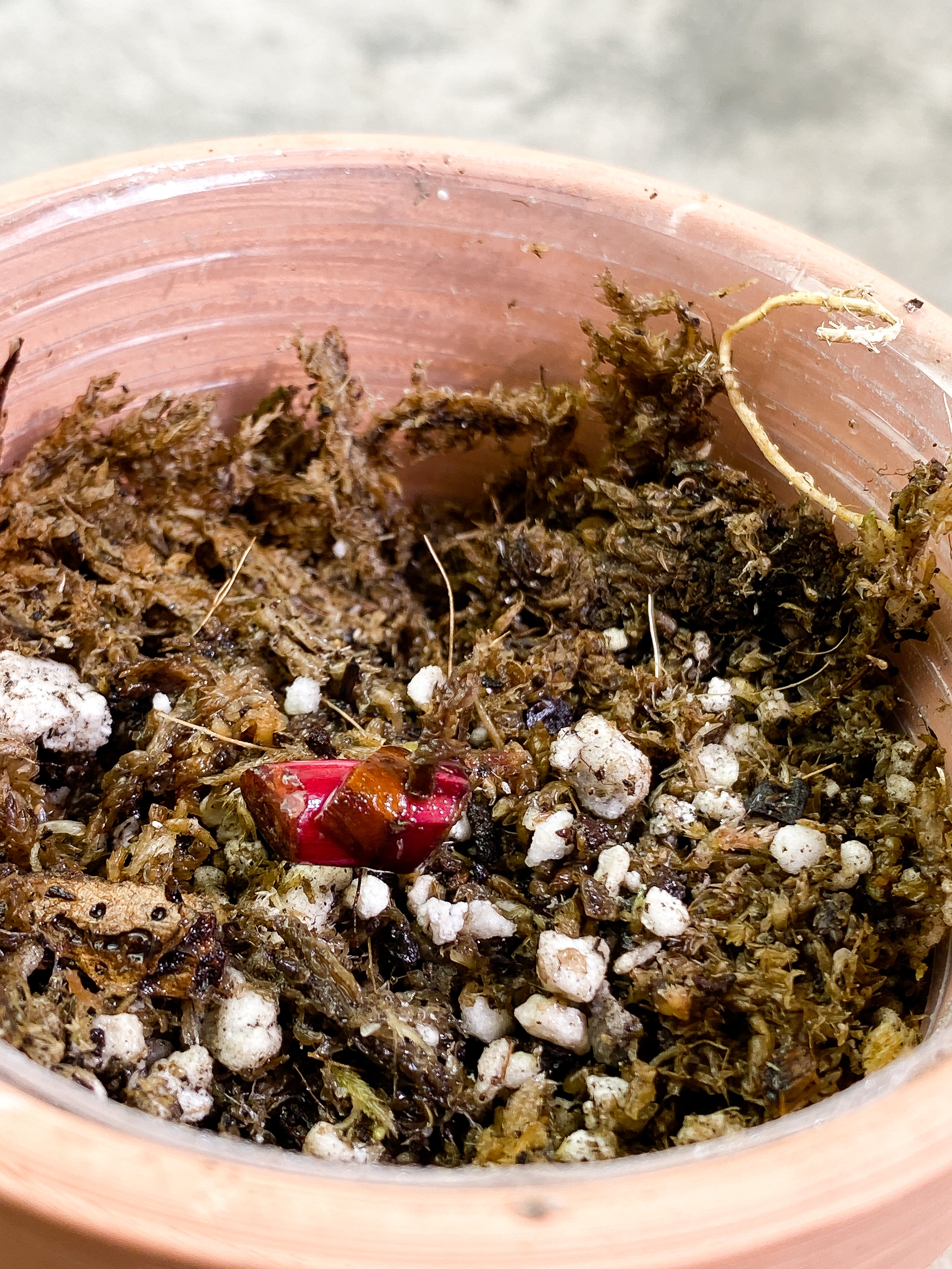 Philodendron red Anderson Rooted node