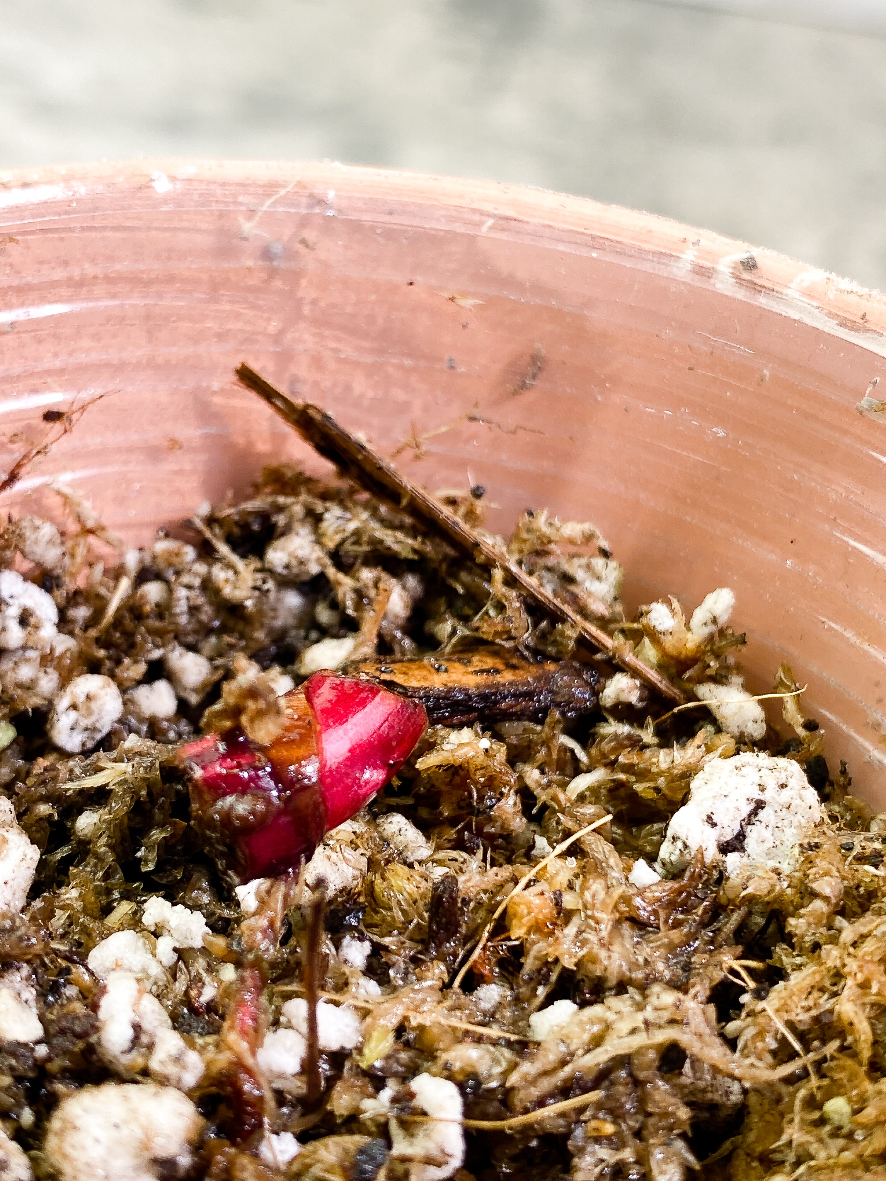 Philodendron red Anderson Rooted node