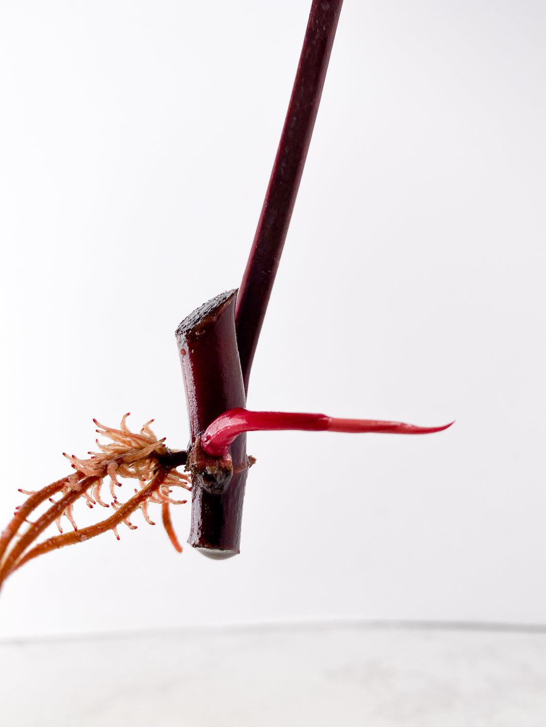 Philodendron Strawberry Shake node 1 sprout