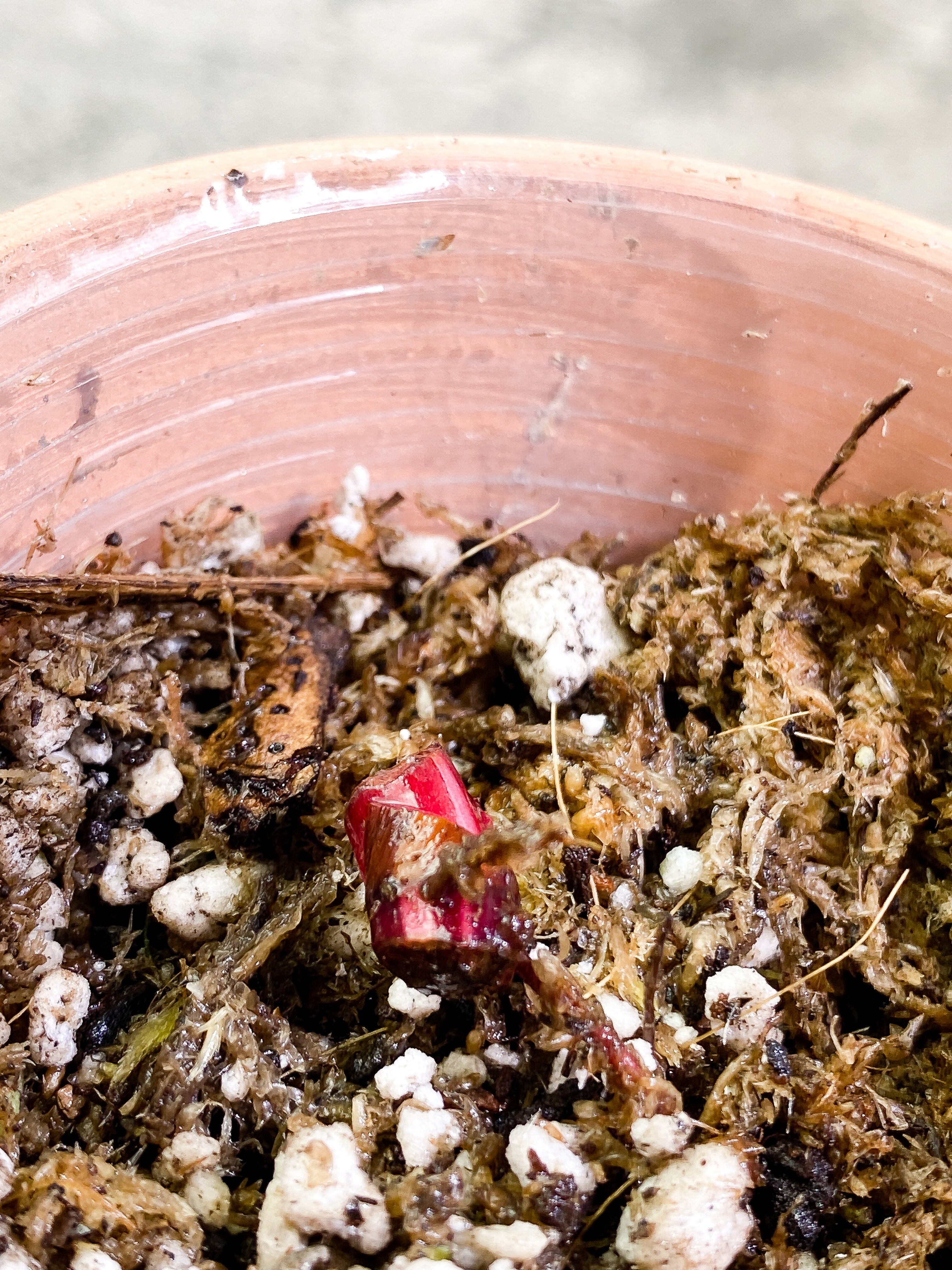 Philodendron red Anderson Rooted node