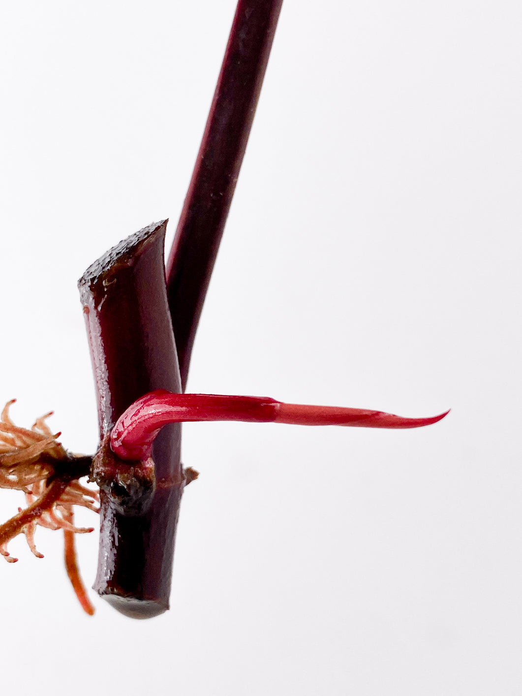 Philodendron Strawberry Shake node 1 sprout