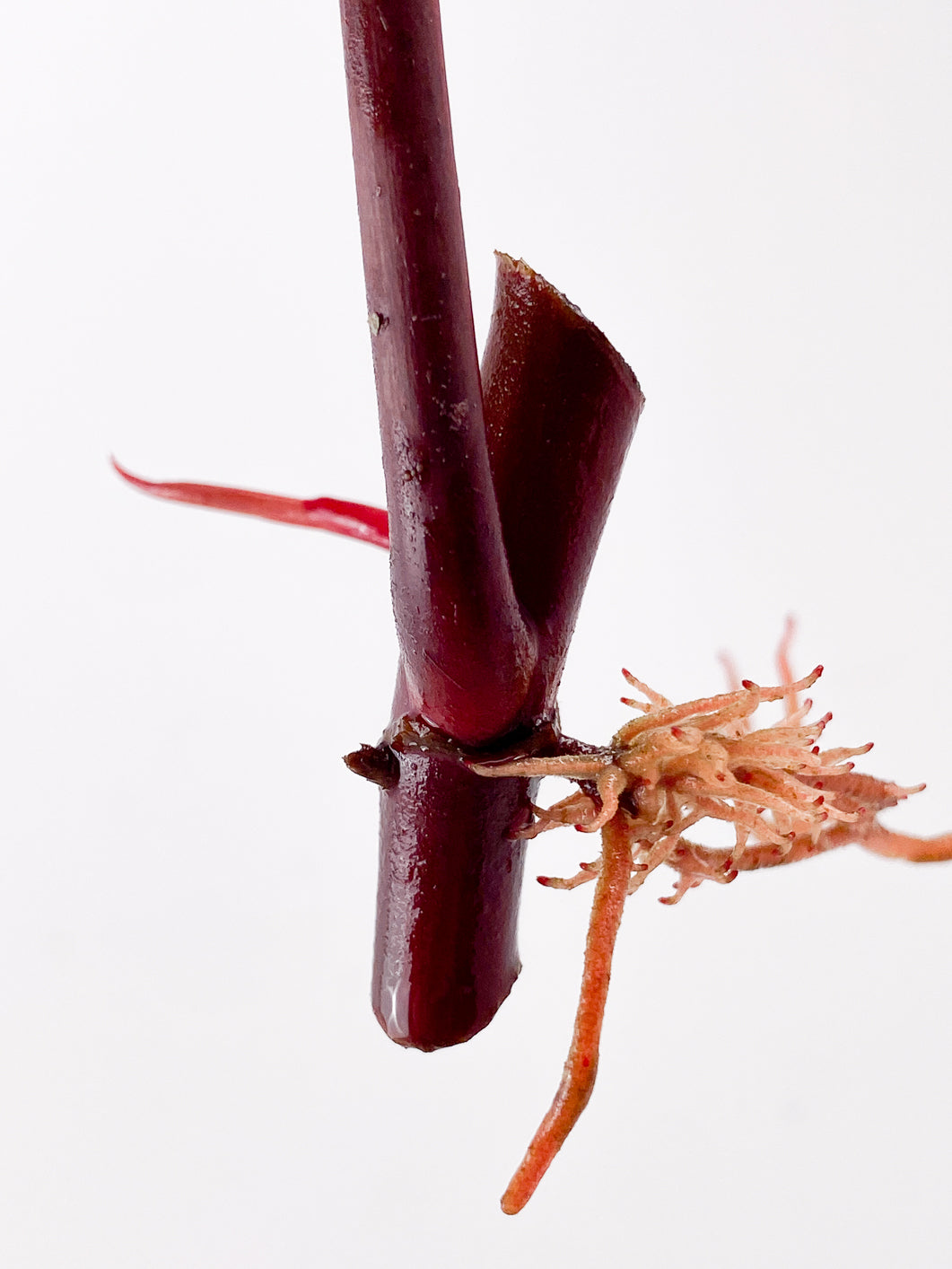 Philodendron Strawberry Shake node 1 sprout