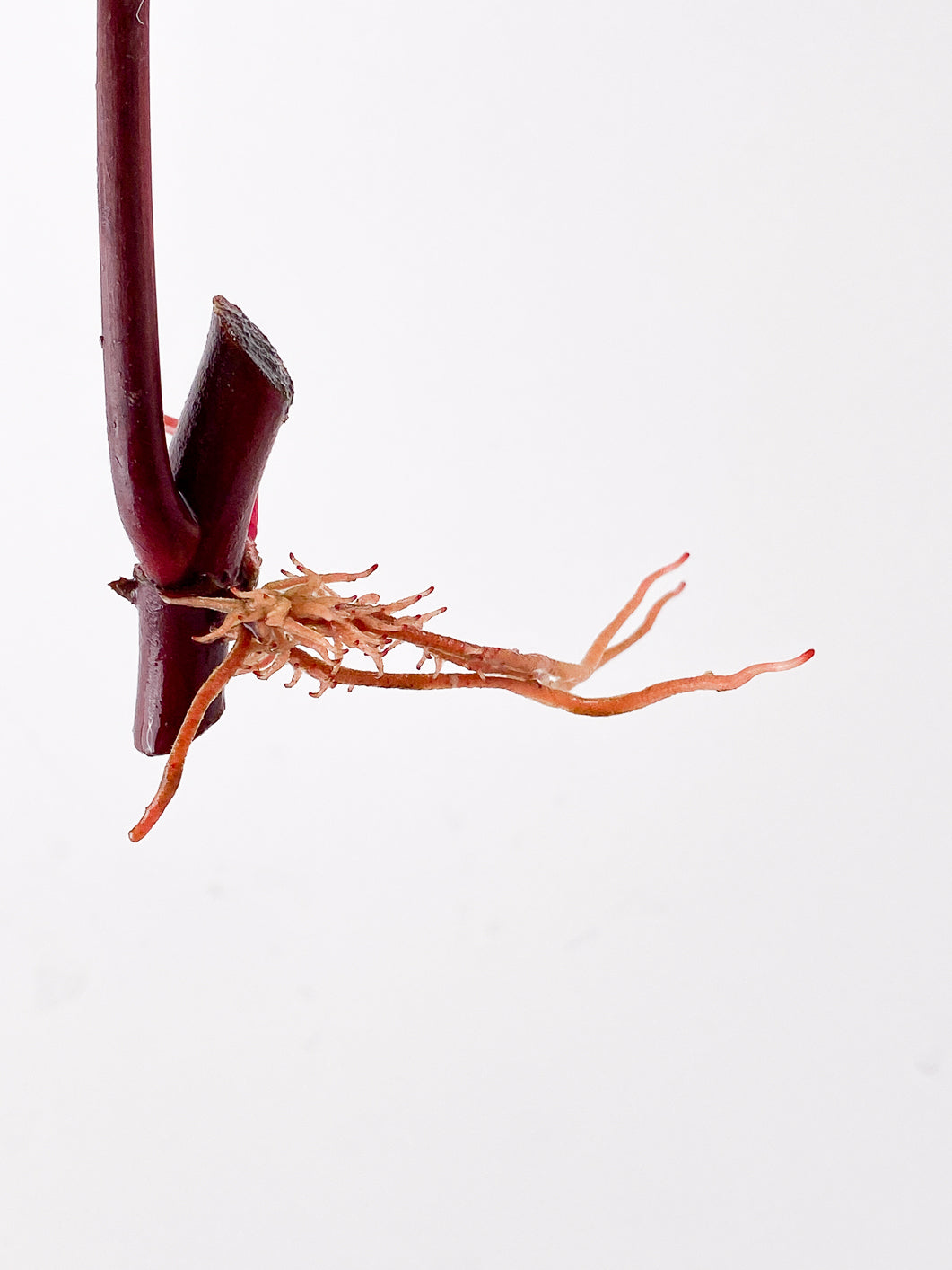 Philodendron Strawberry Shake node 1 sprout