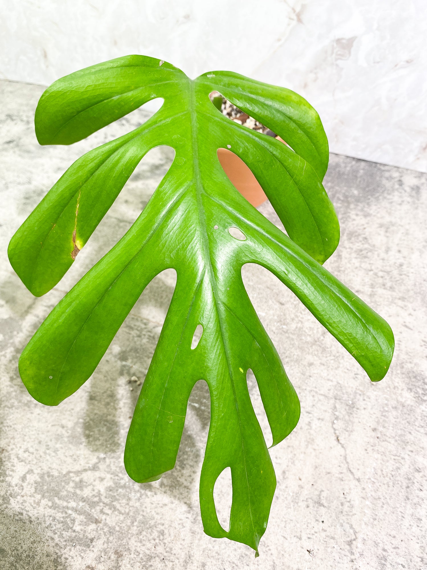 Rhaphidophora Sp "Flame" 1 leaf slightly rooted
