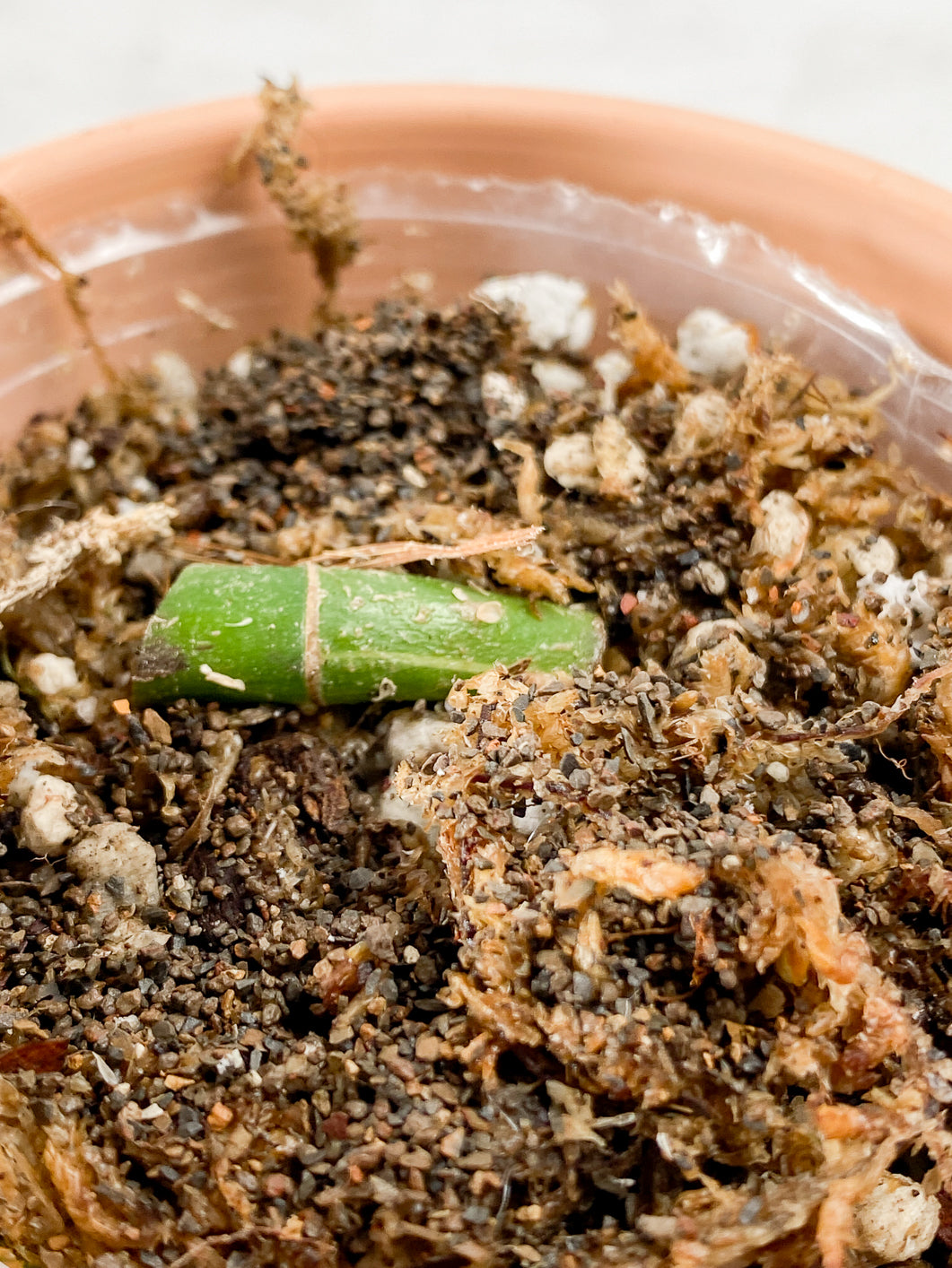 Rhaphidophora tetrasperma variegated Rooted node 1 sprout