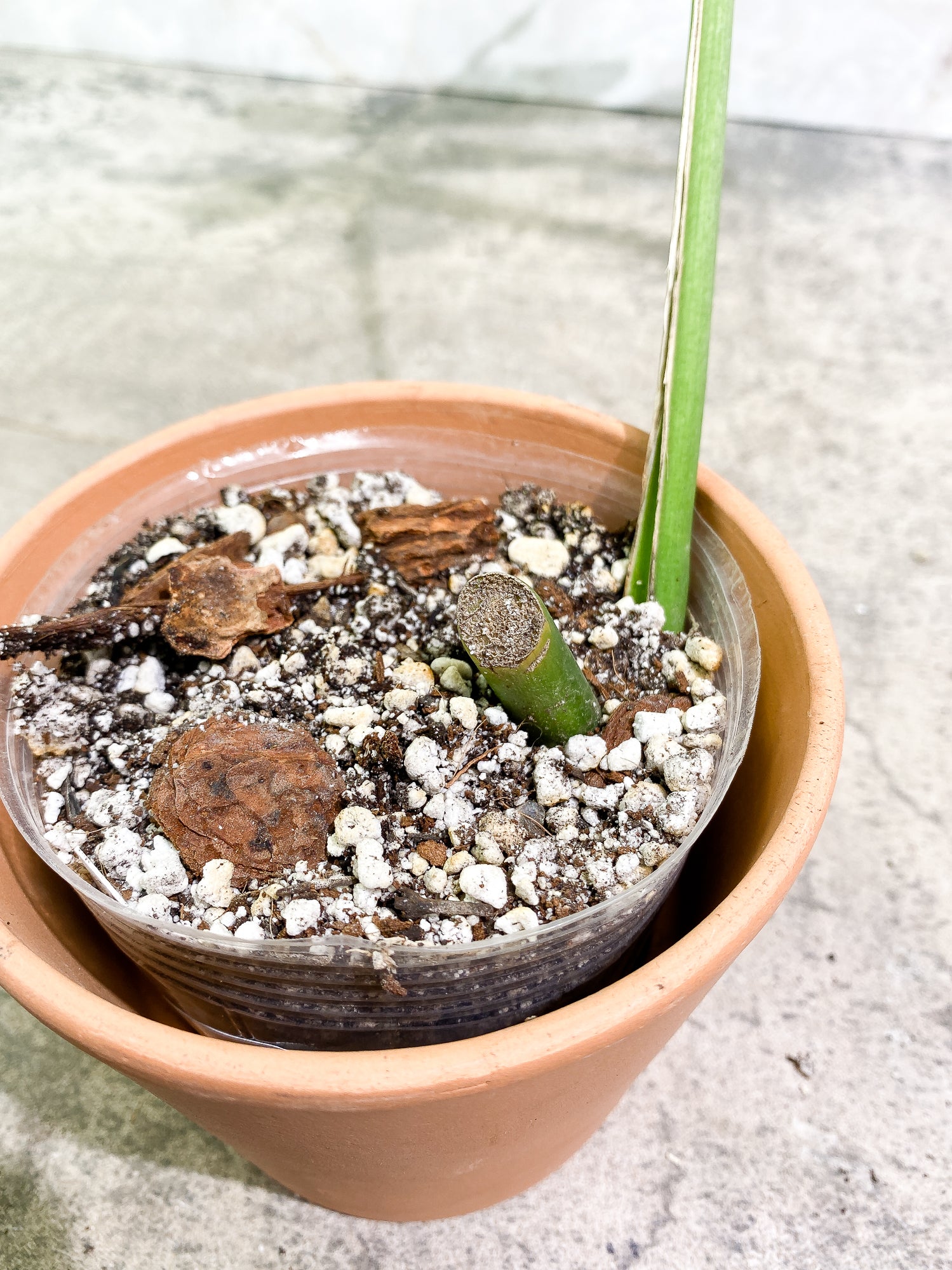 Rhaphidophora Sp "Flame" 1 leaf slightly rooted
