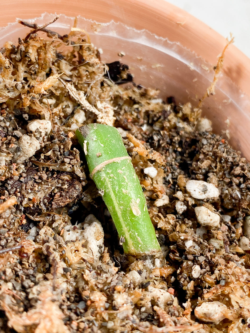 Rhaphidophora tetrasperma variegated Rooted node 1 sprout