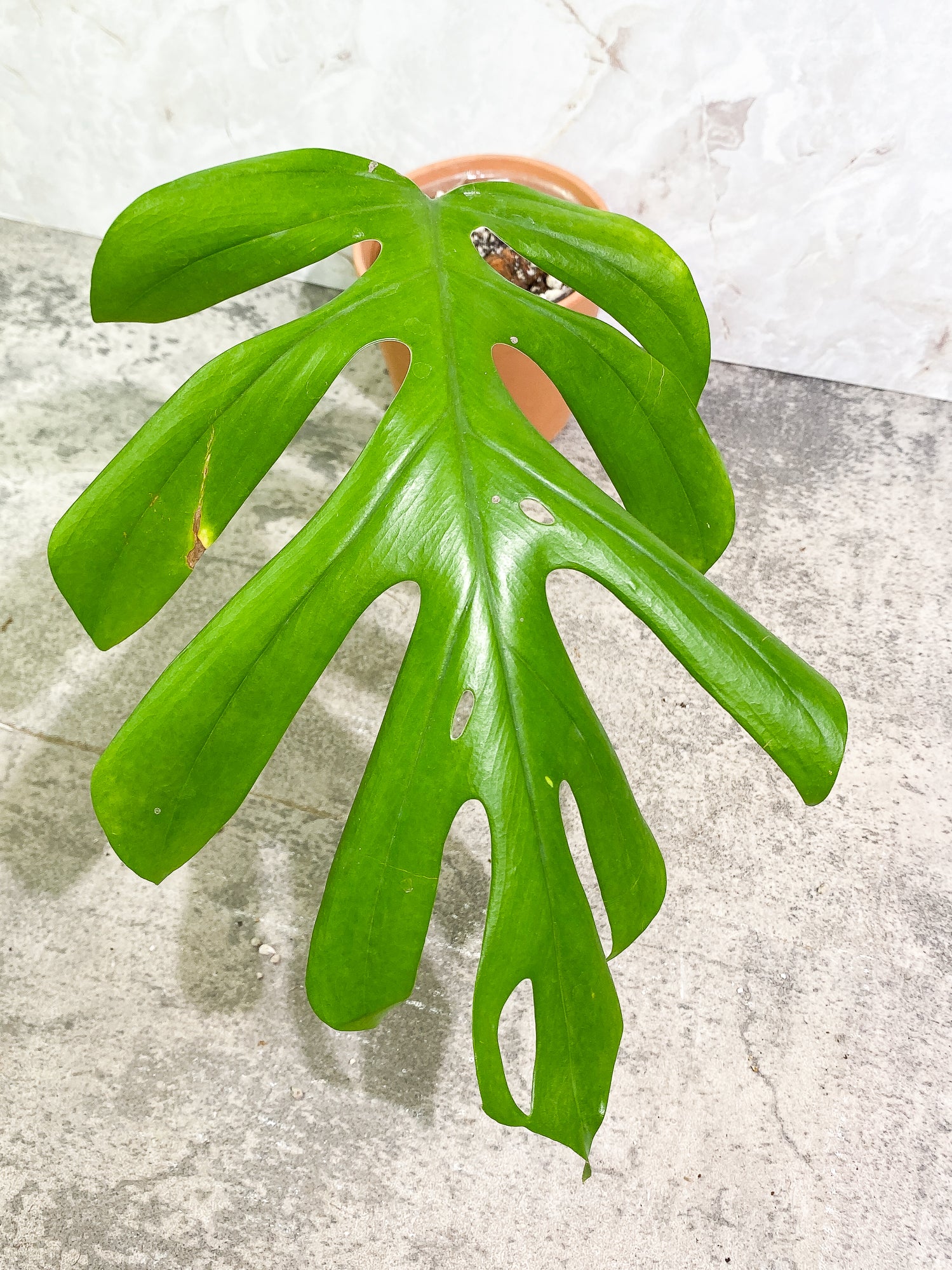 Rhaphidophora Sp "Flame" 1 leaf slightly rooted