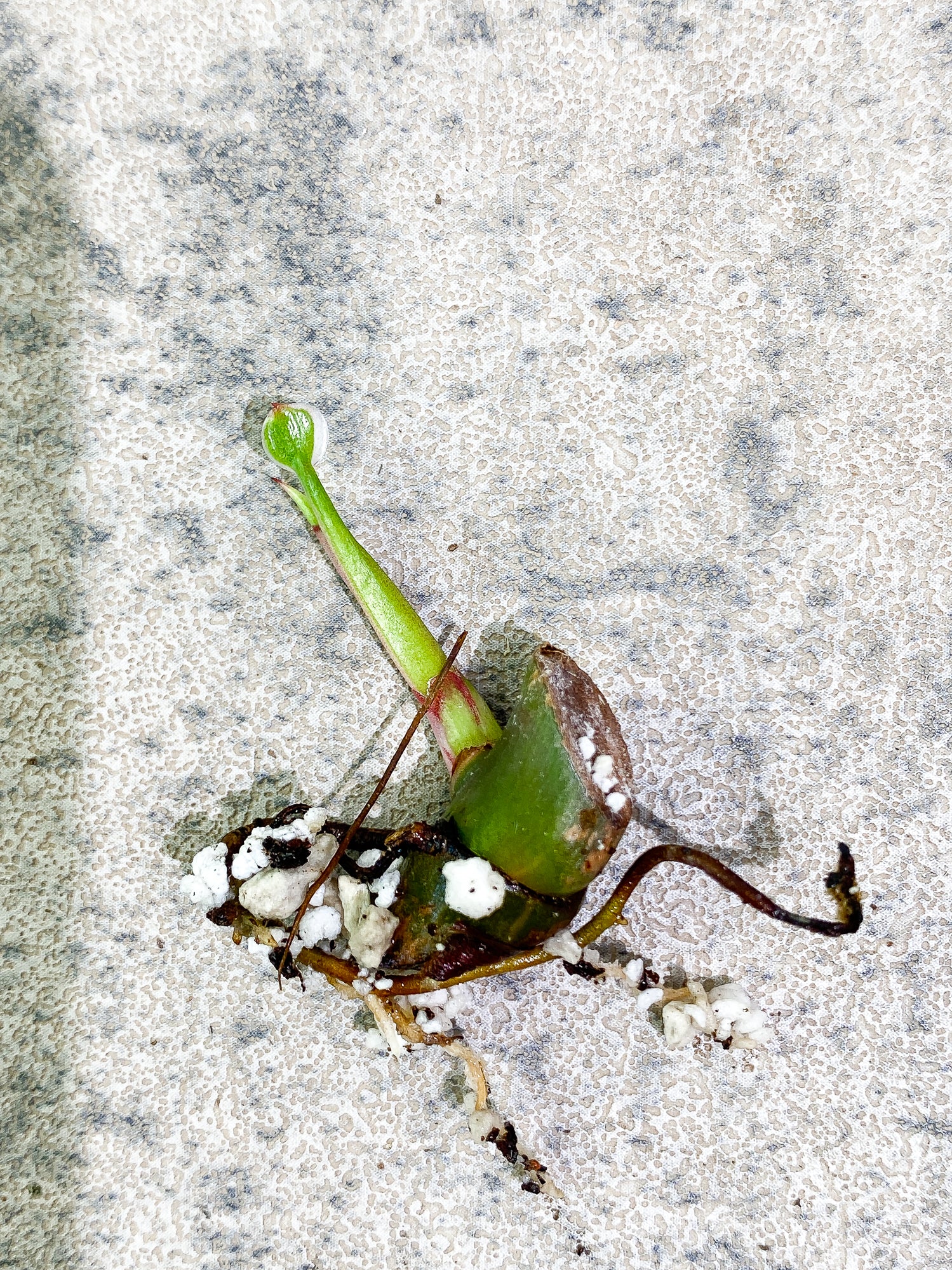 Philodendron White Princess tricolor sprout rooting