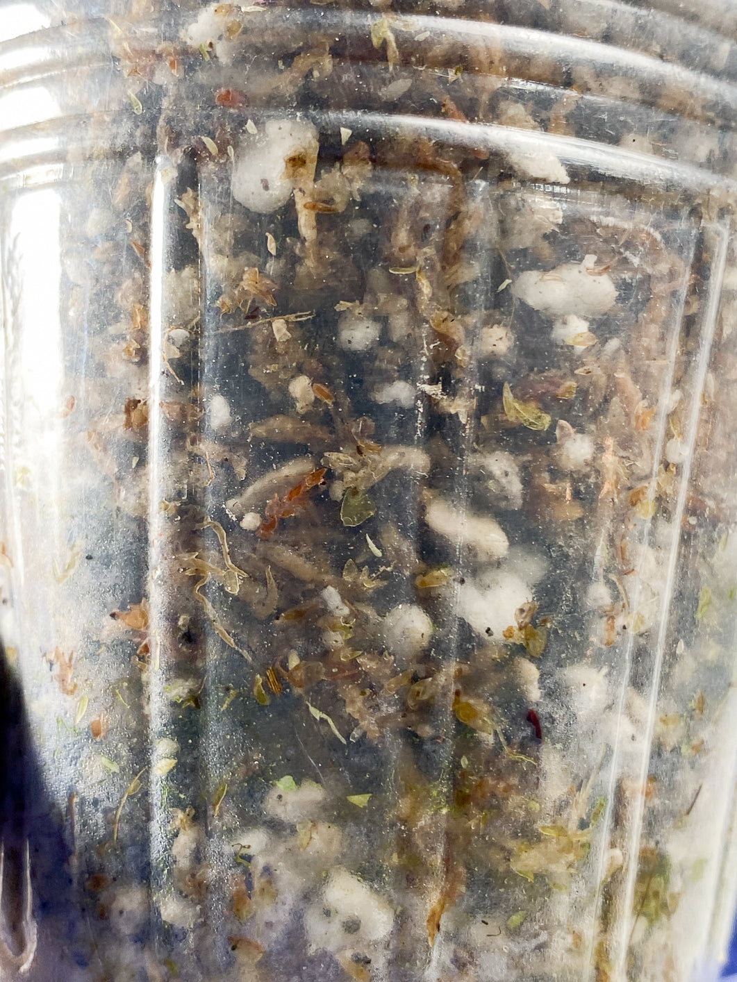 Rhaphidophora tetrasperma variegated Rooted node 1 sprout