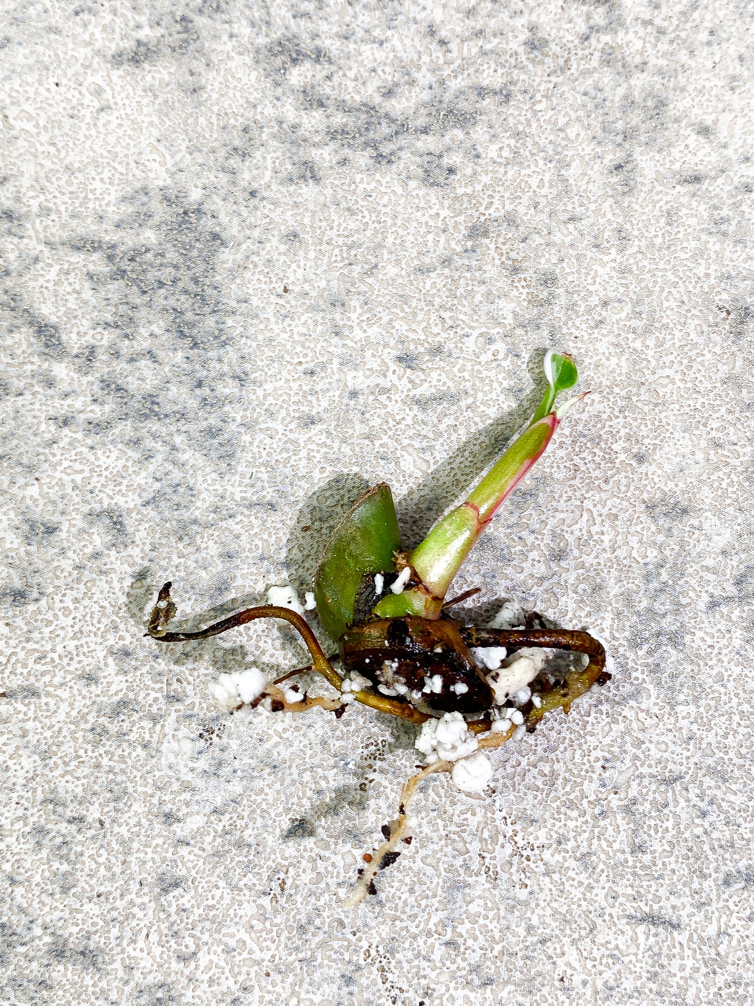 Philodendron White Princess tricolor sprout rooting