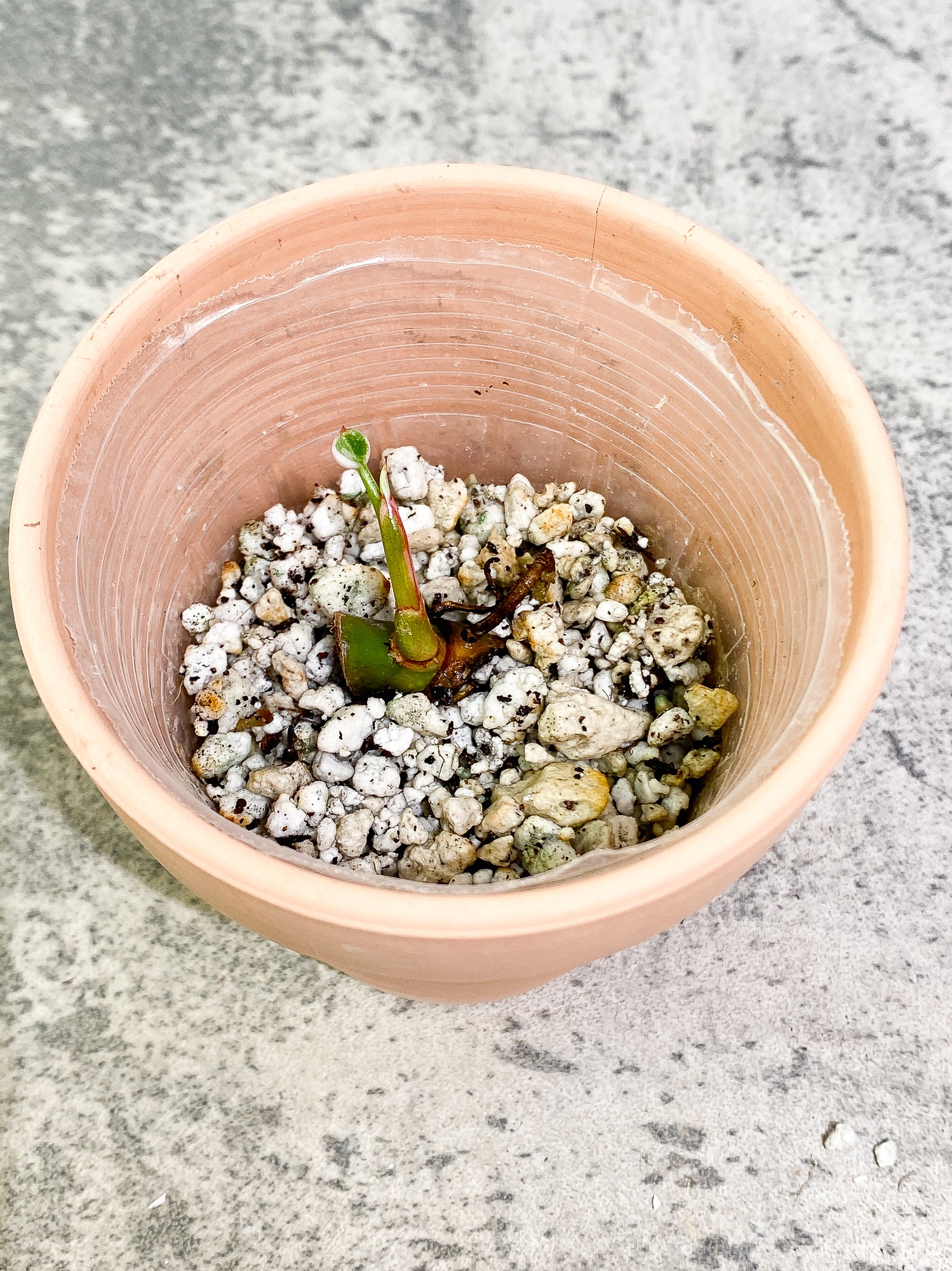 Philodendron White Princess tricolor sprout rooting