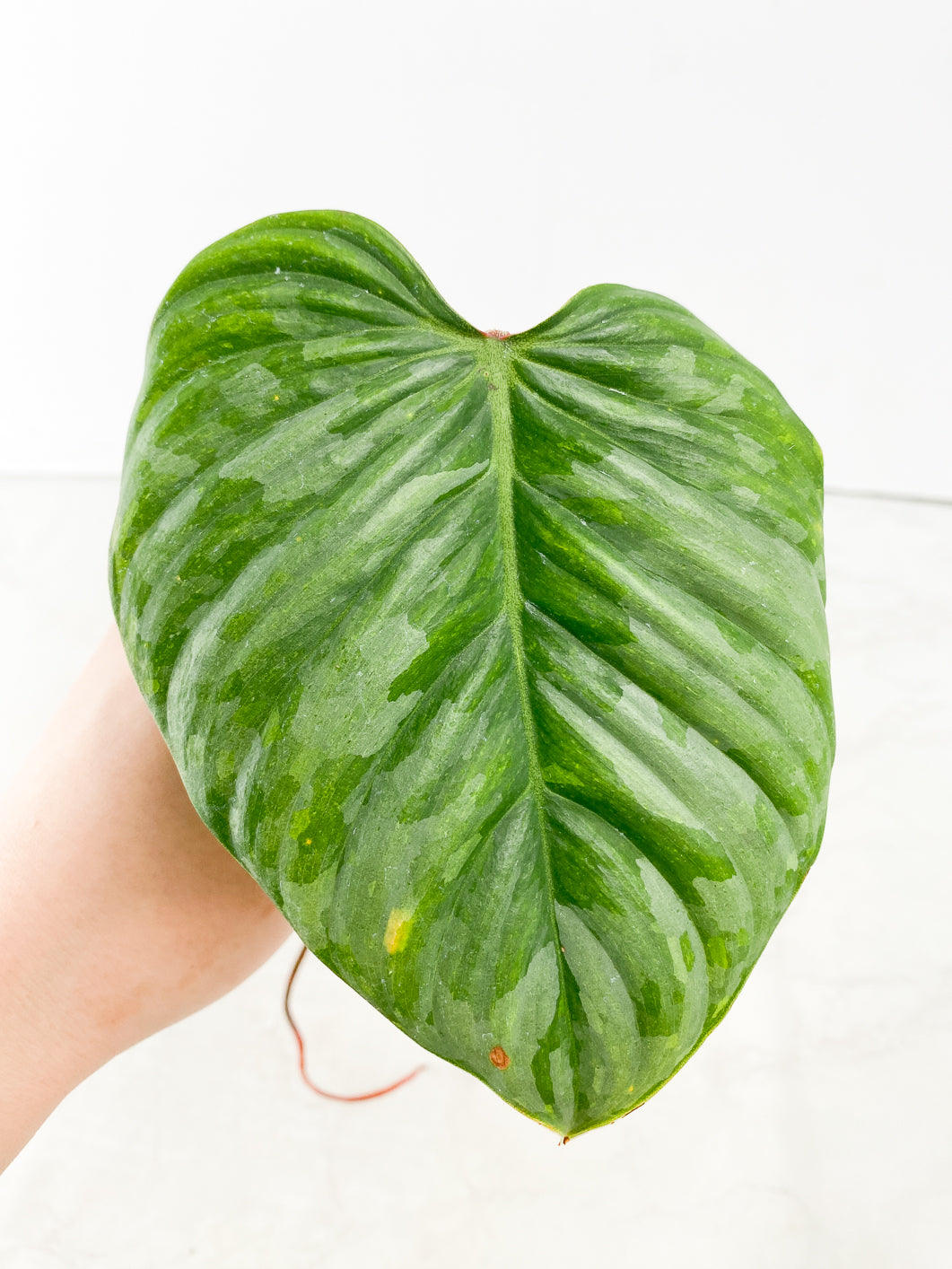 Philodendron Sodiroi 1 leaf