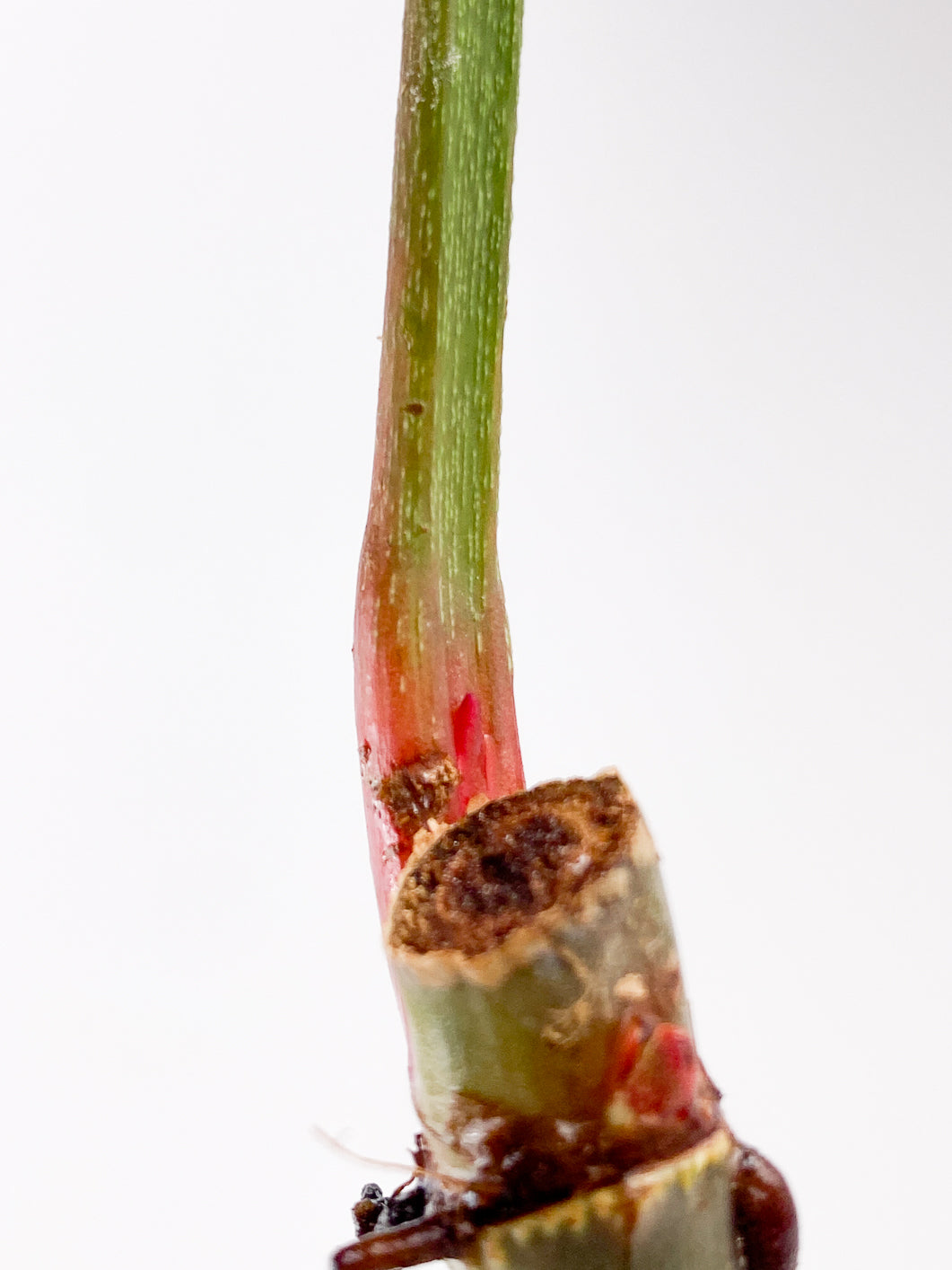 Philodendron Sodiroi 1 leaf