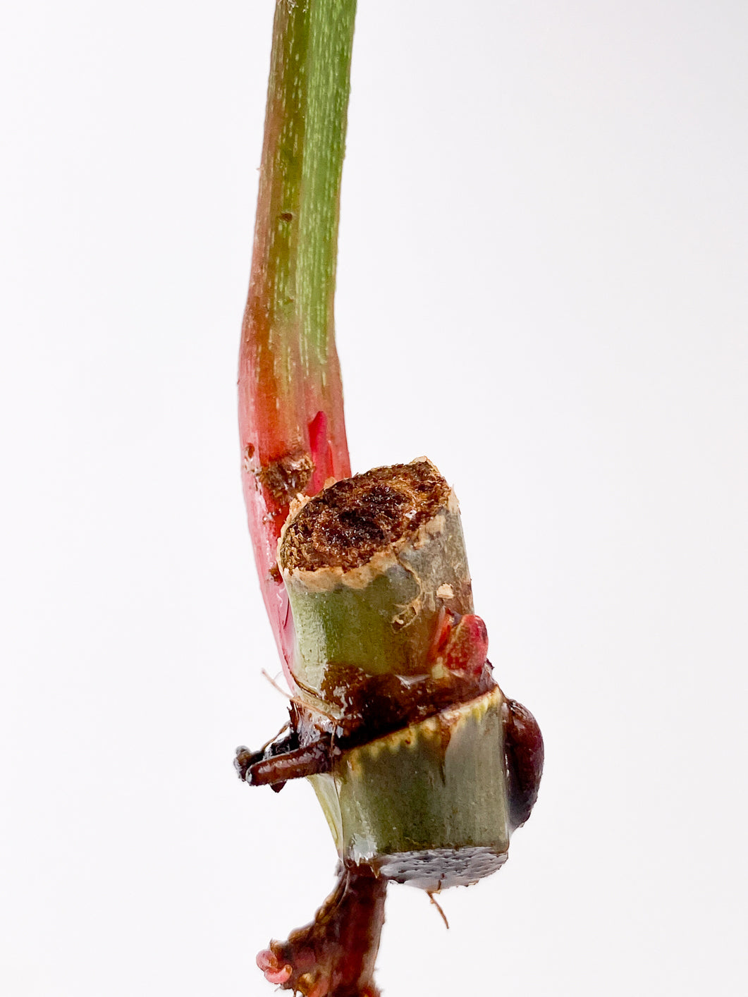 Philodendron Sodiroi 1 leaf