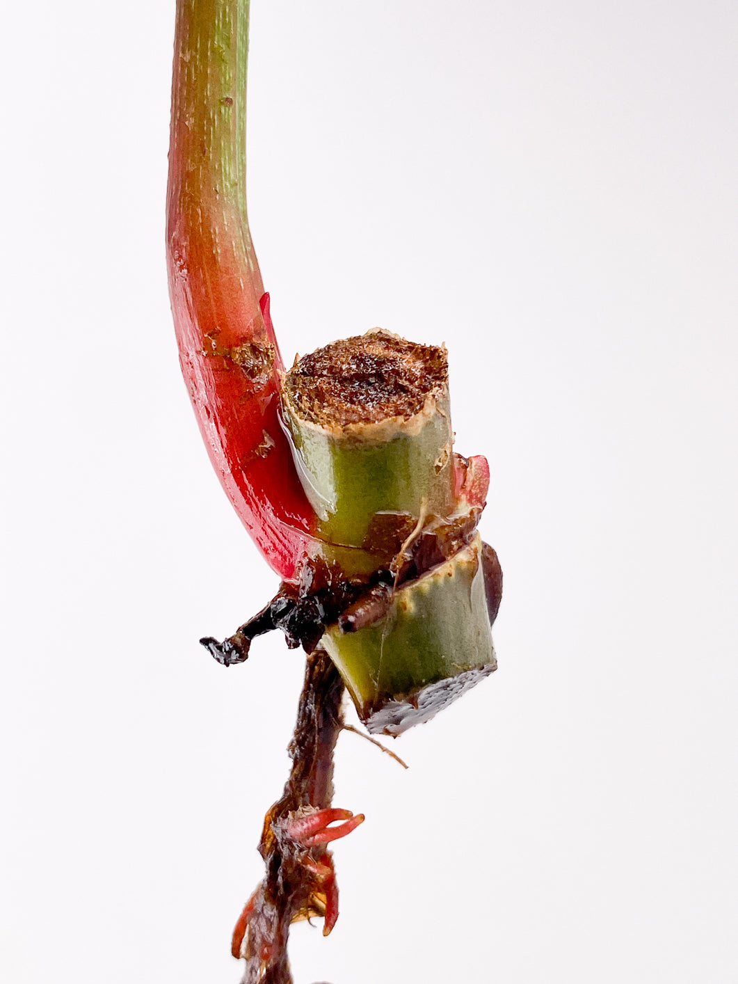 Philodendron Sodiroi 1 leaf