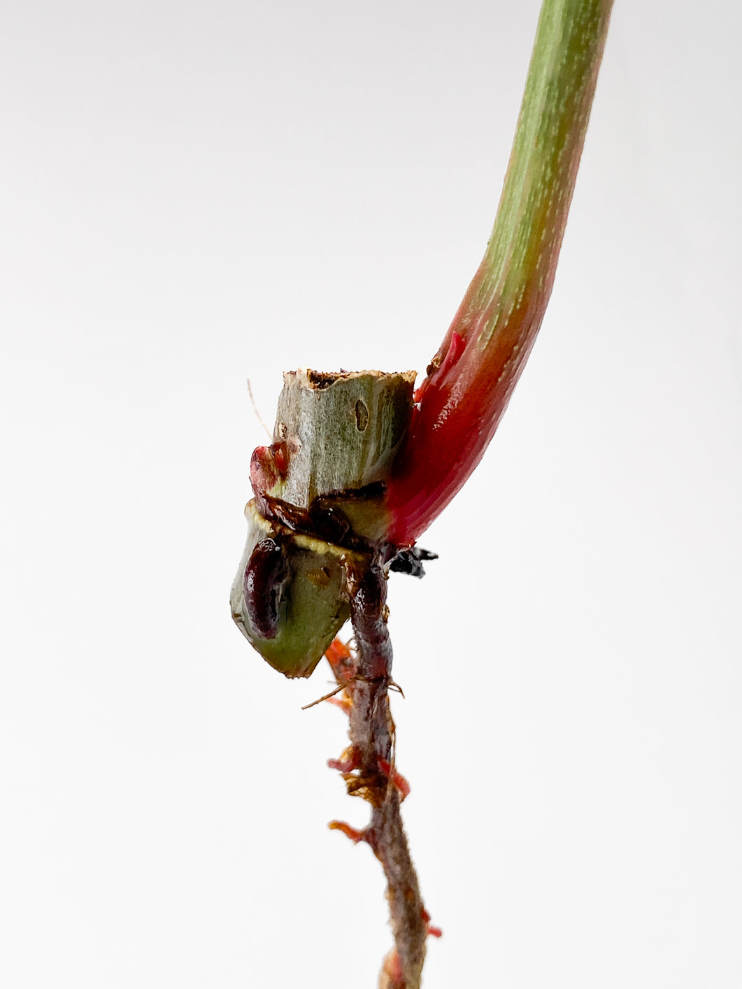 Philodendron Sodiroi 1 leaf