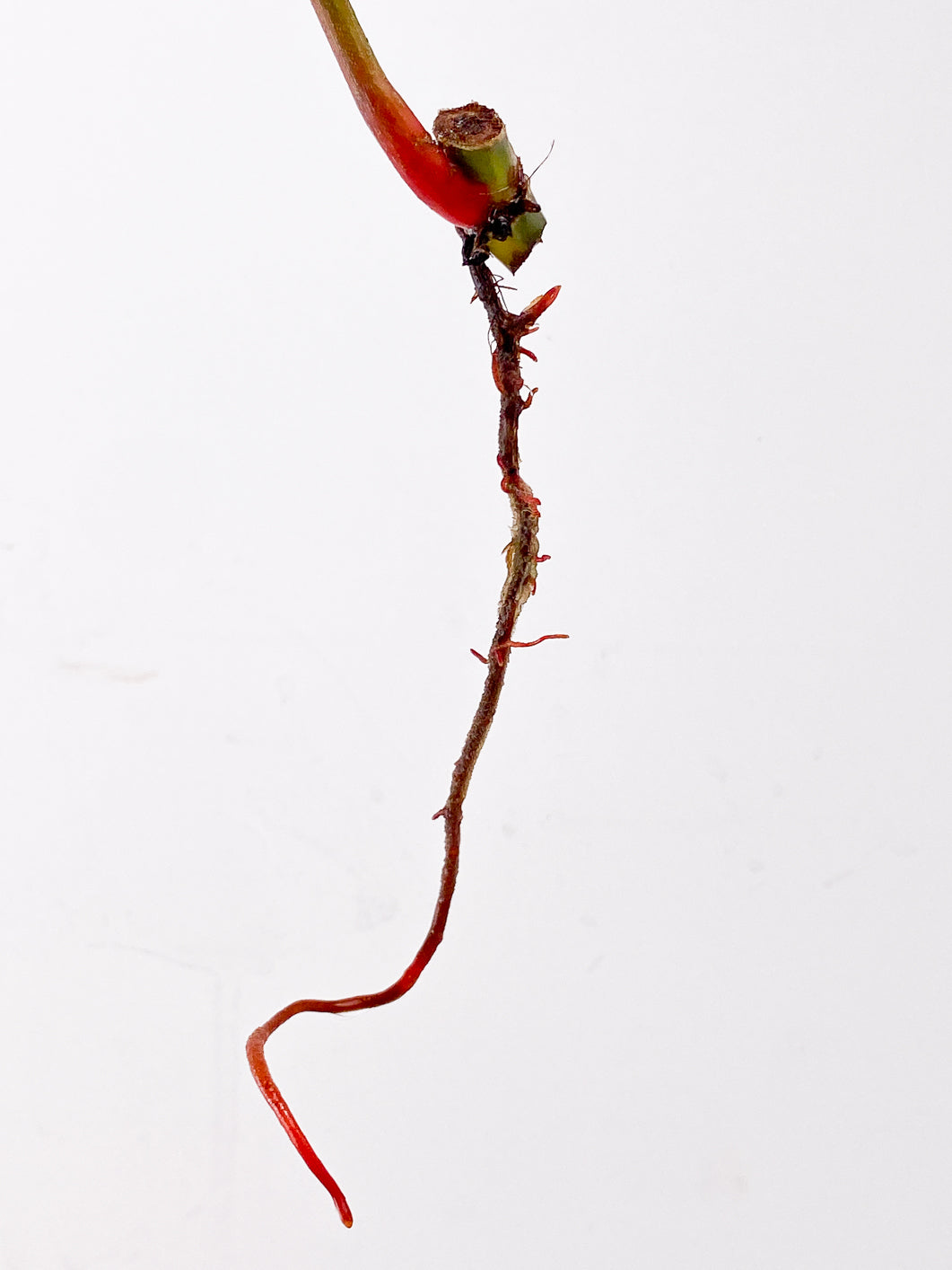 Philodendron Sodiroi 1 leaf