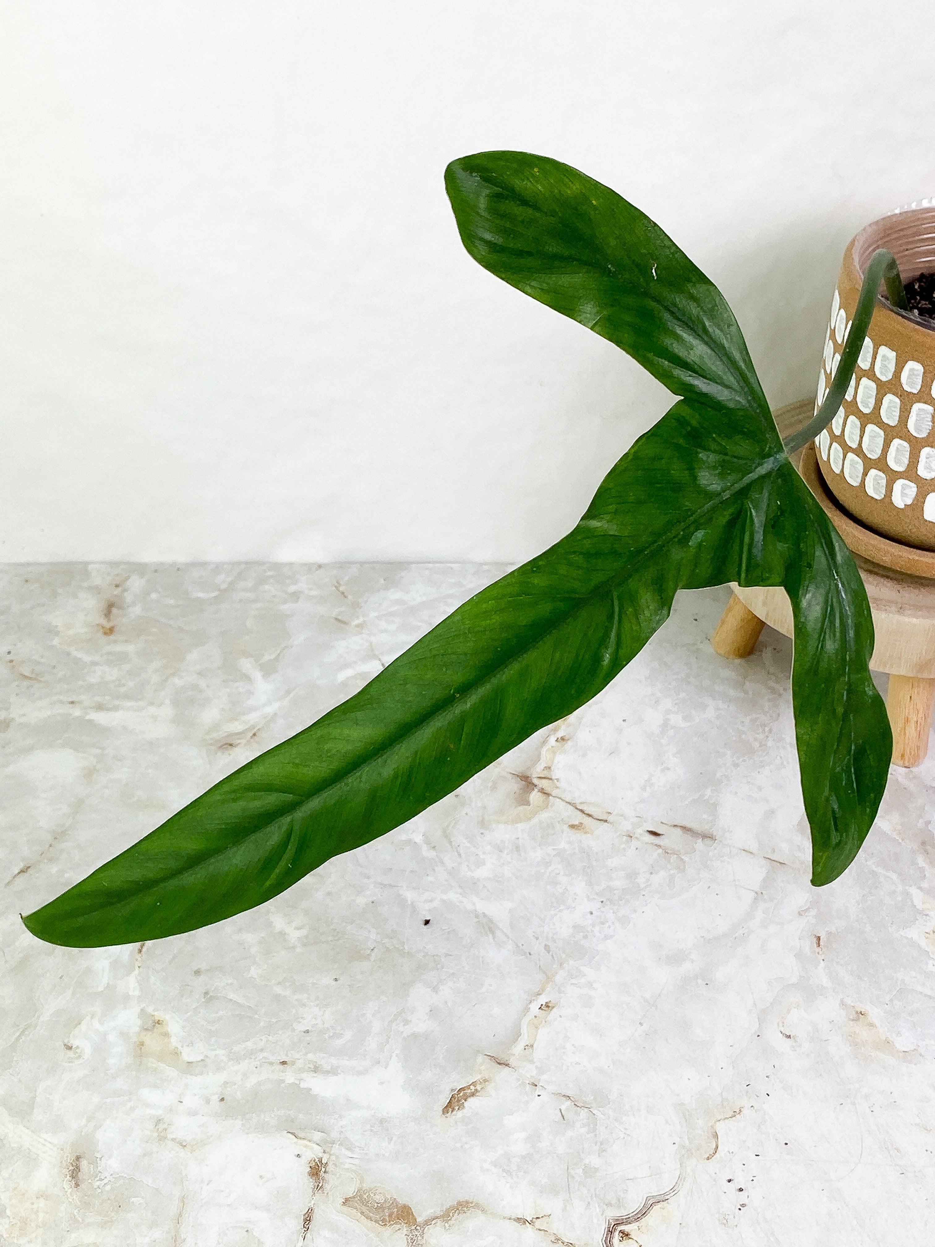 Philodendron holtonianum 1 big leaf rooted
