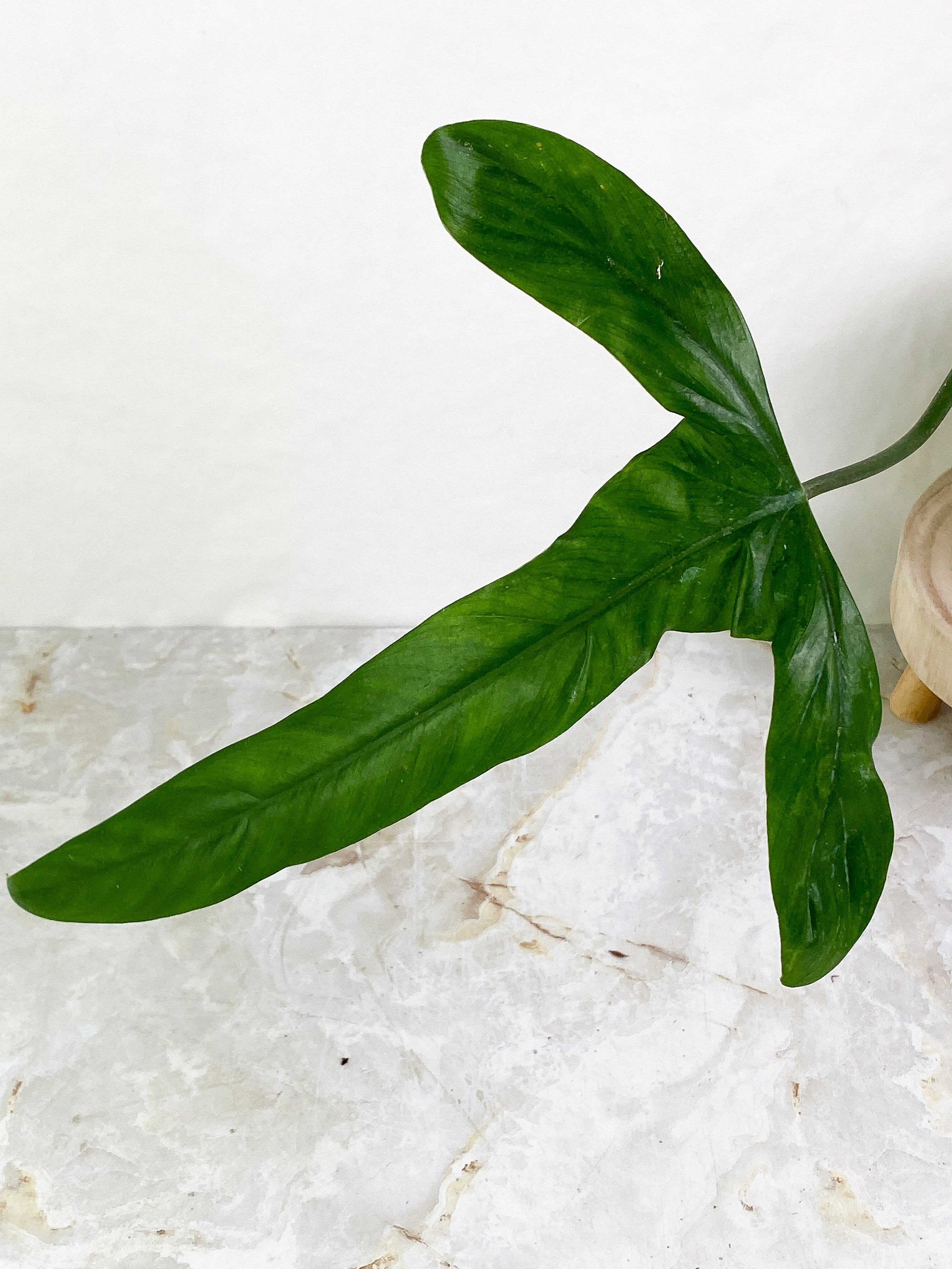 Philodendron holtonianum 1 big leaf rooted