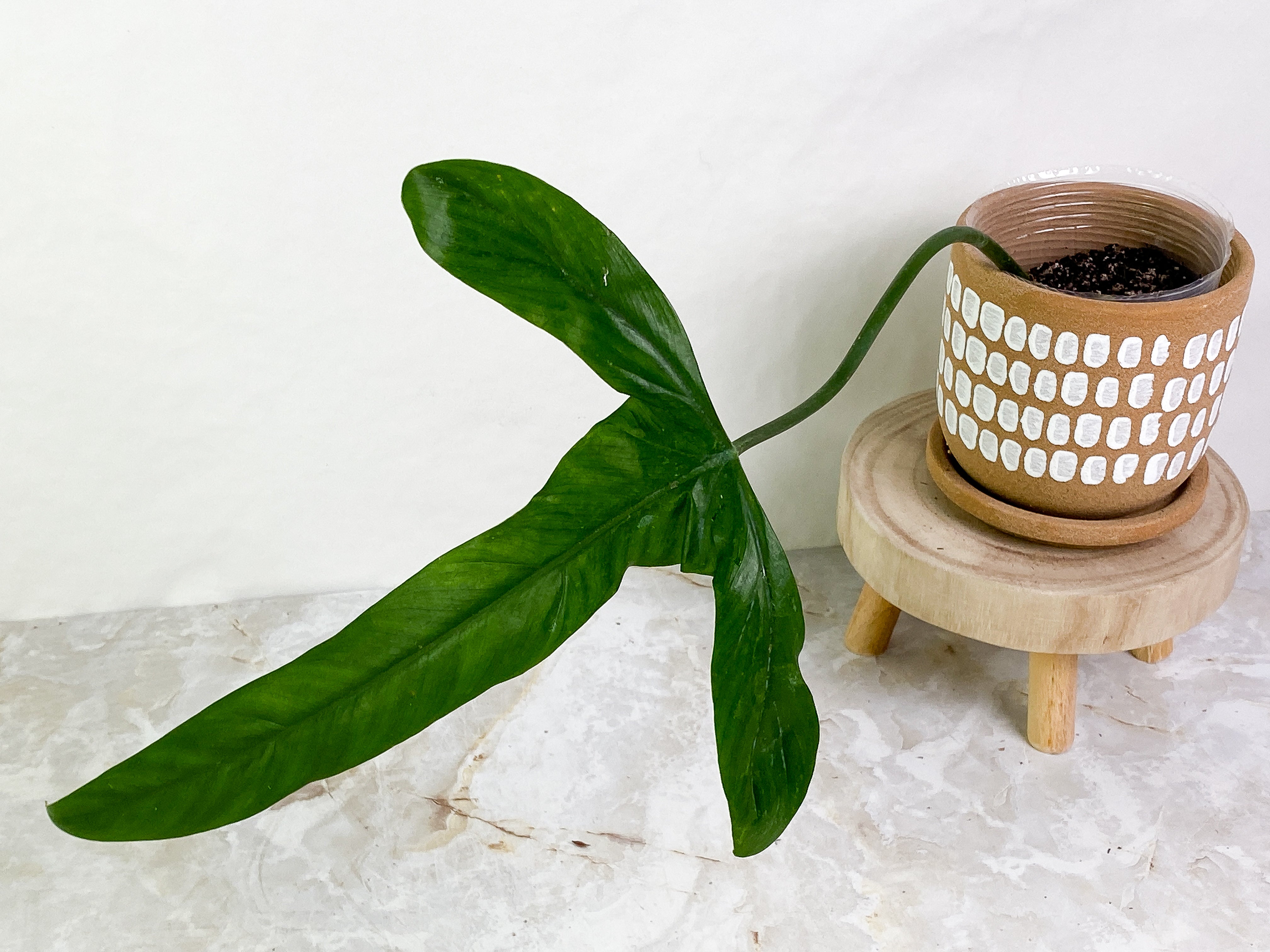 Philodendron holtonianum 1 big leaf rooted
