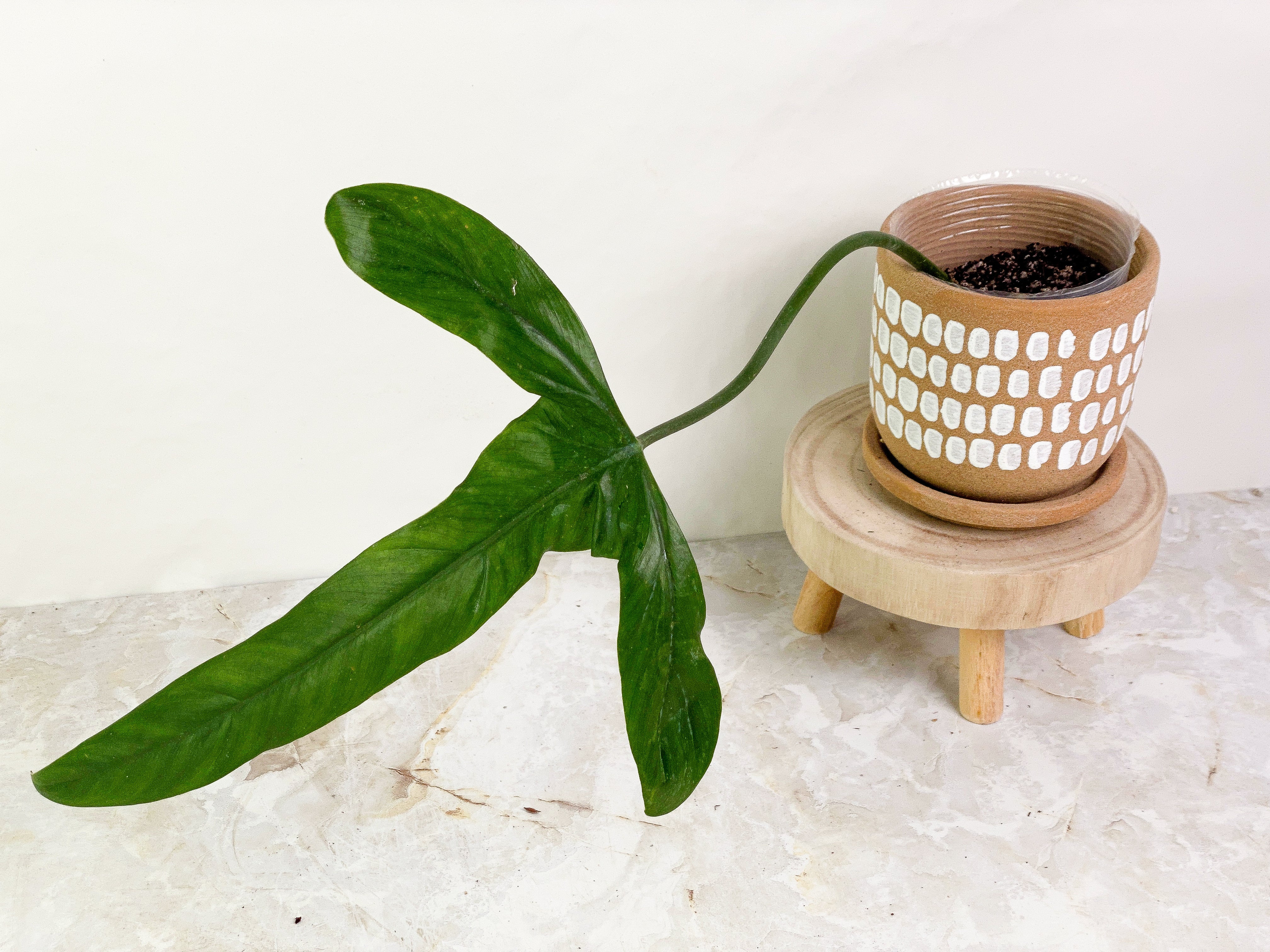 Philodendron holtonianum 1 big leaf rooted