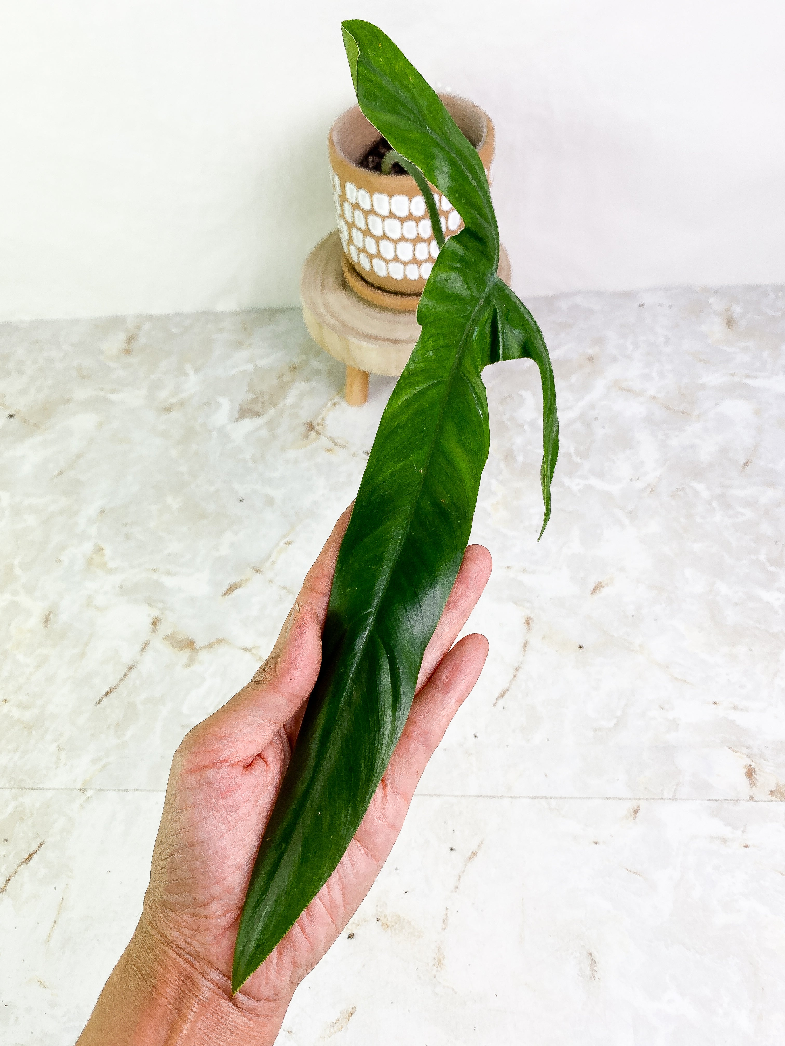 Philodendron holtonianum 1 big leaf rooted