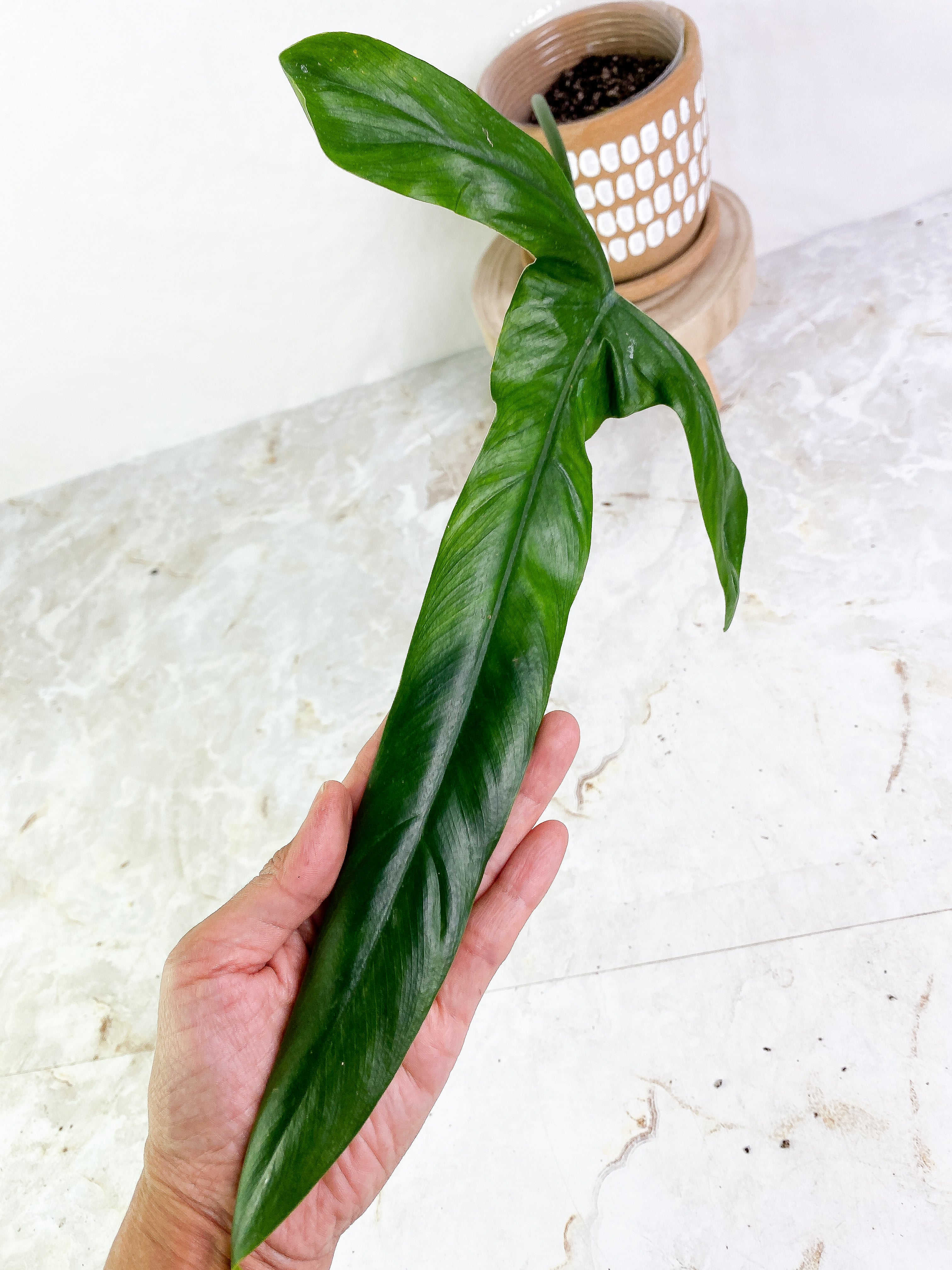 Philodendron holtonianum 1 big leaf rooted