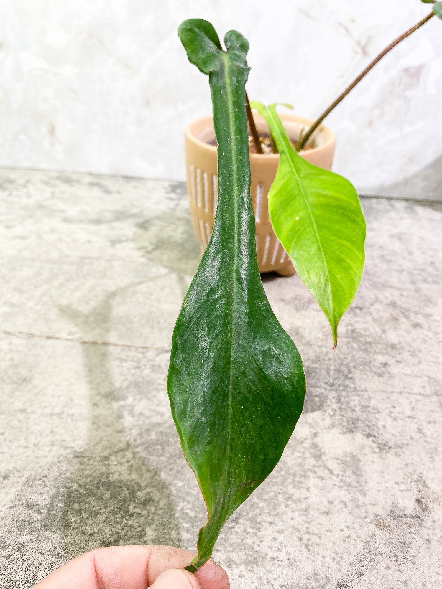Philodendron Joepii 3 leaves fully rooted
