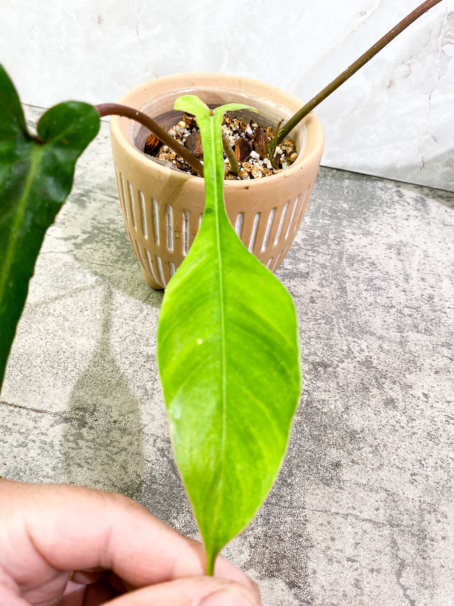 Philodendron Joepii 3 leaves fully rooted