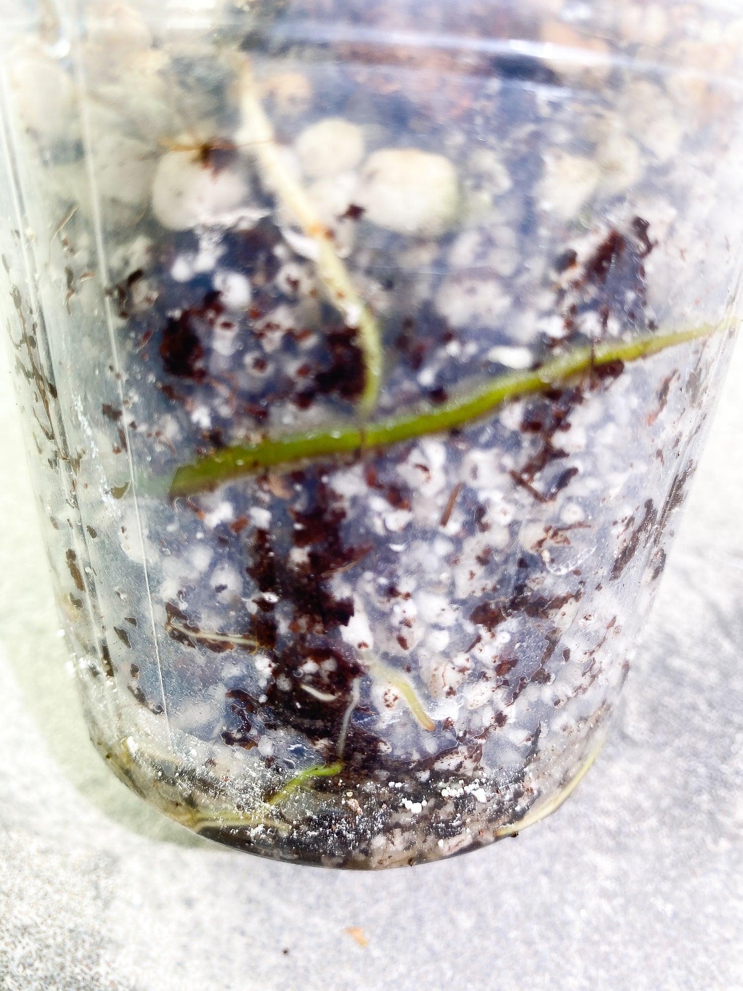 Philodendron Joepii 3 leaves fully rooted