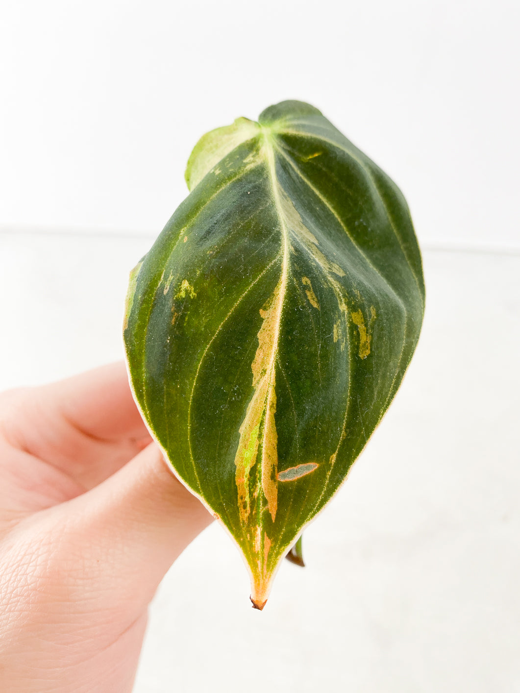 Philodendron Melanochrysum Variegated 1 leaf